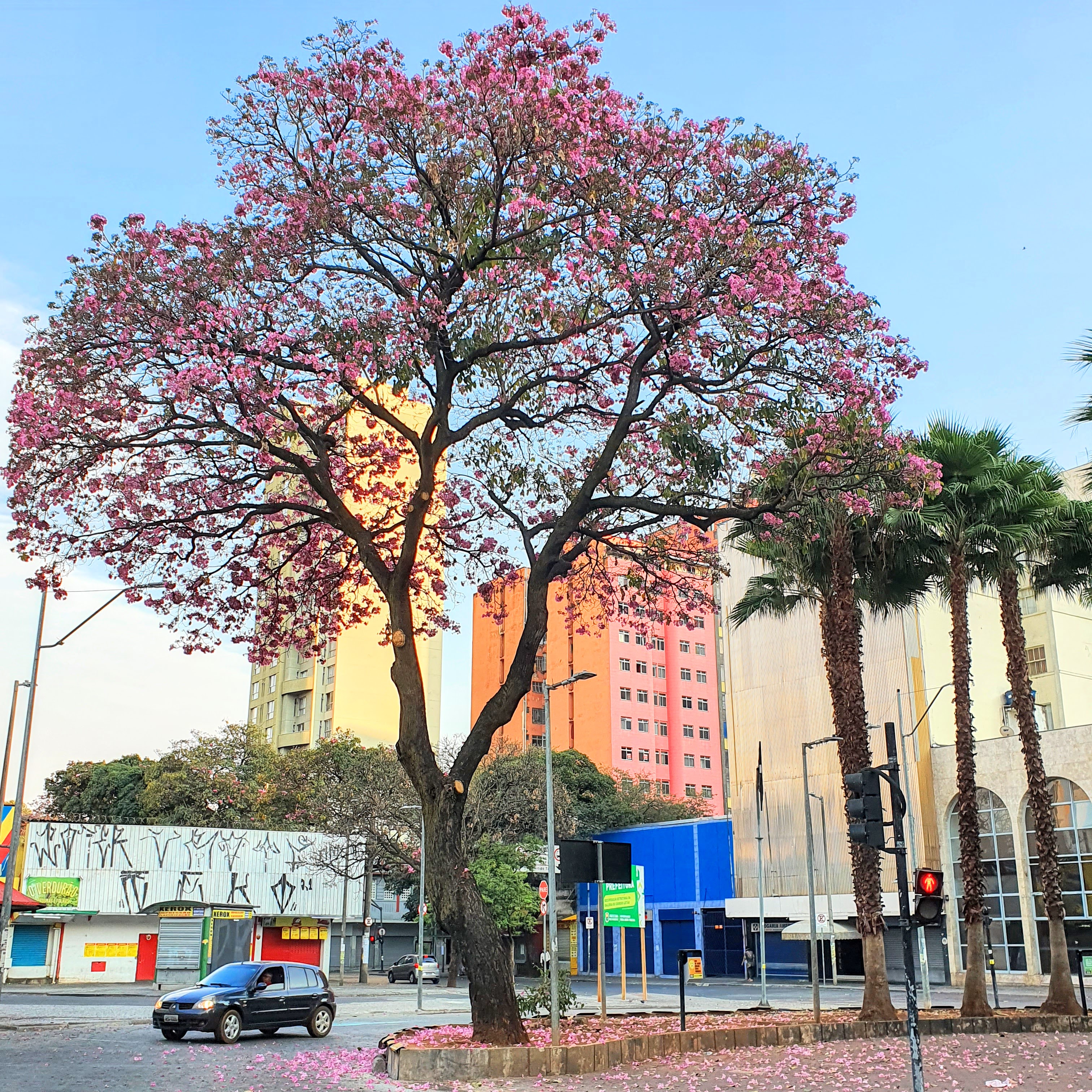 Ipês-bálsamo floridos.