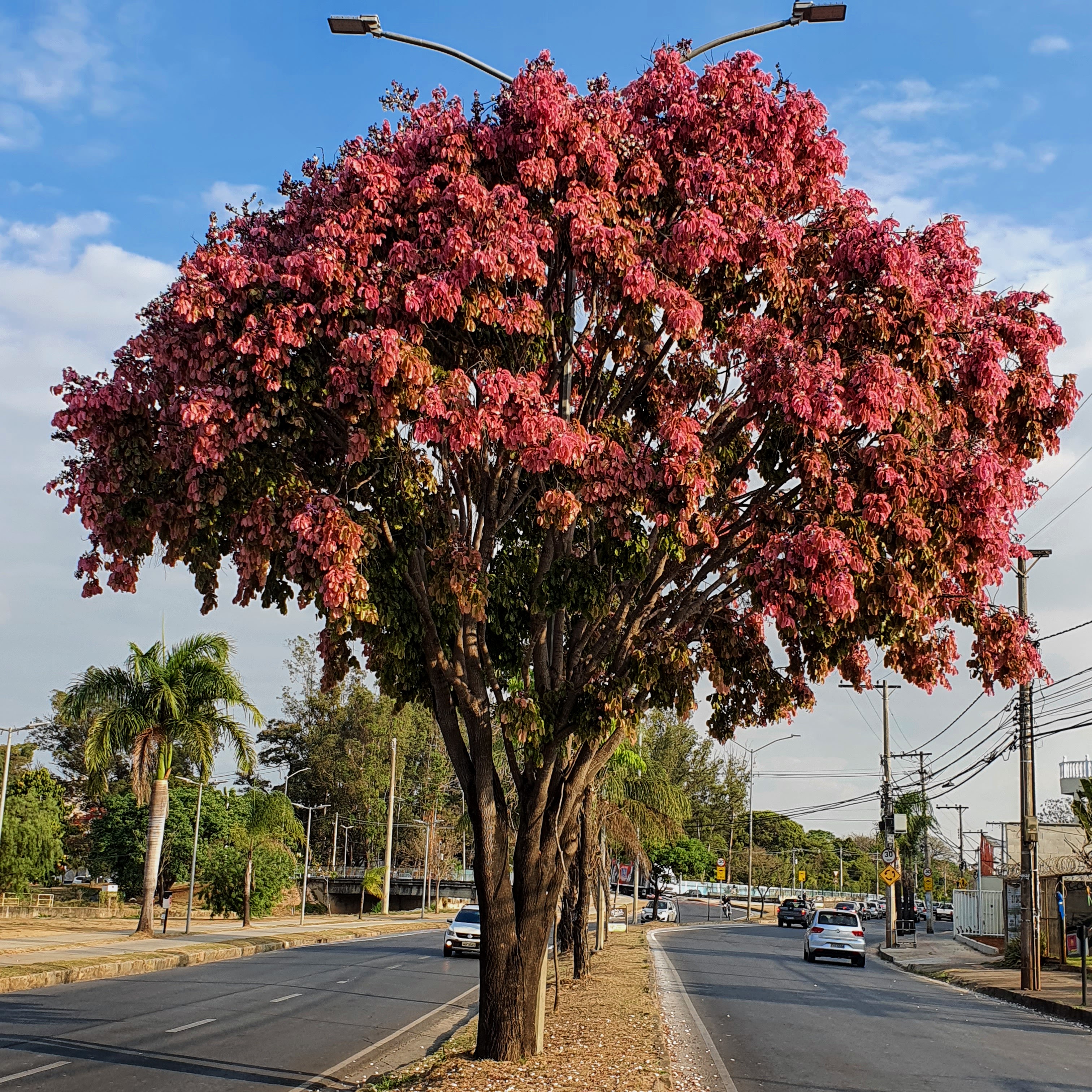 Sapucaia em sua forma mais bonita.