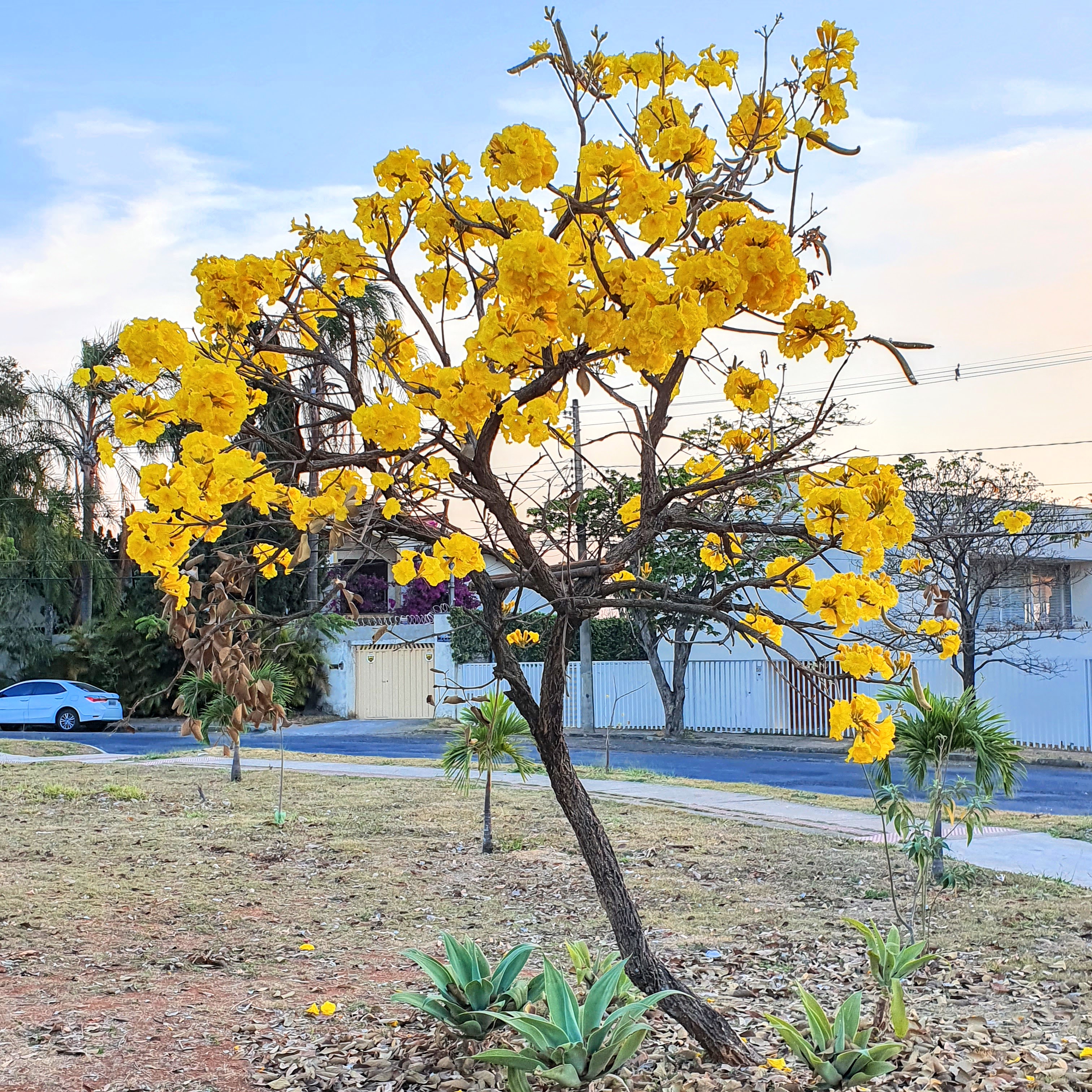 Ipê-cascudo florido.