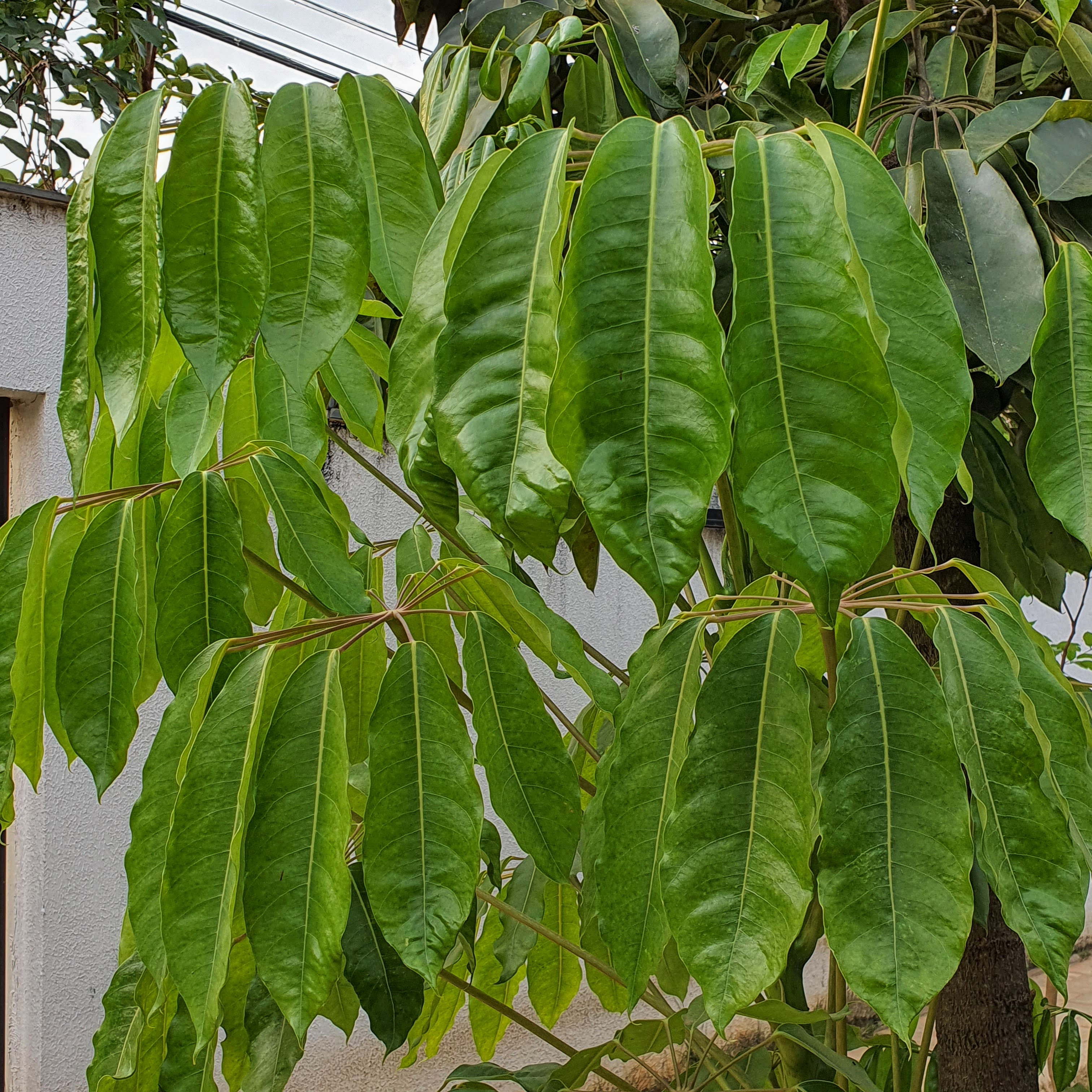 Folhas da cheflera-arbórea.