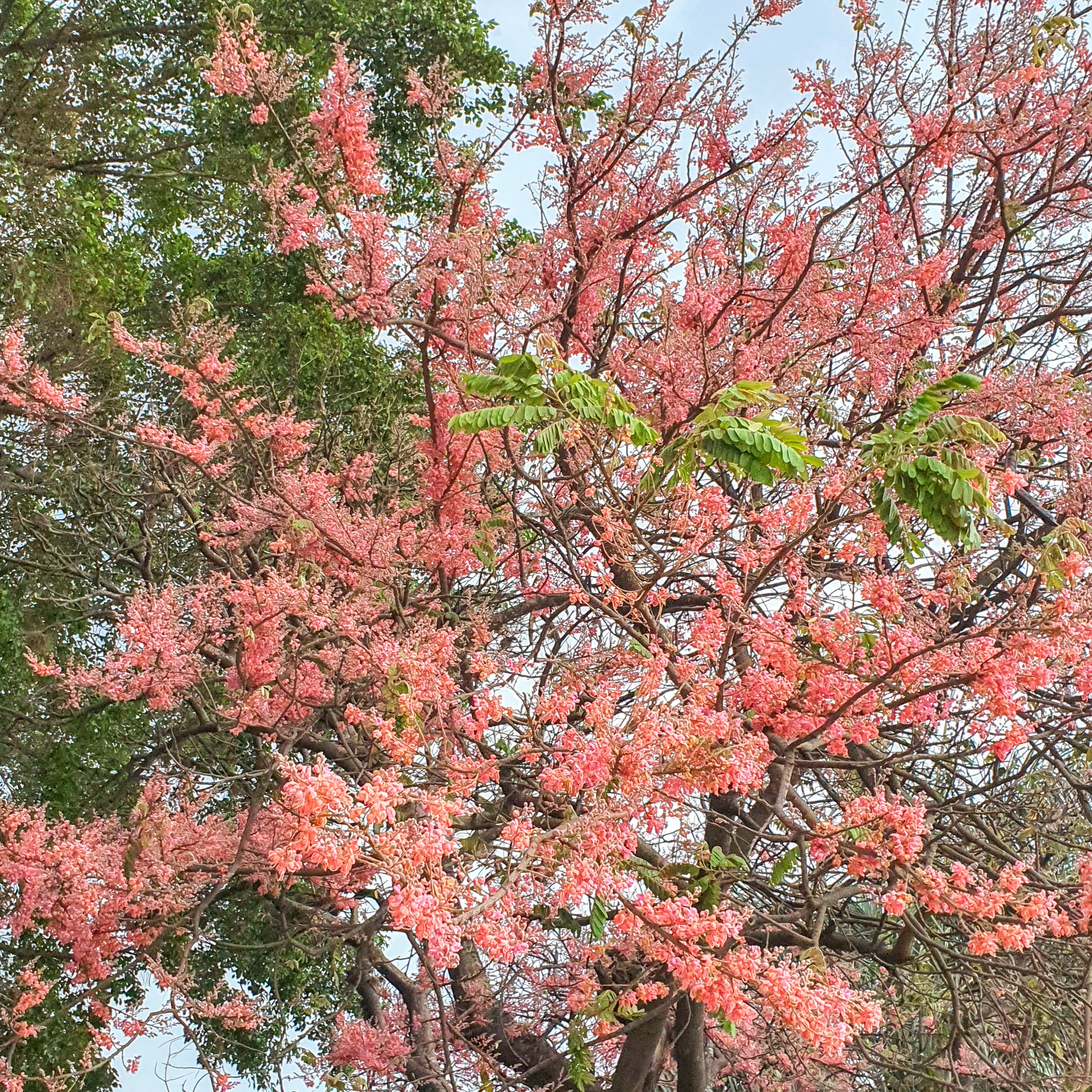 Flores da cássia-rosa.