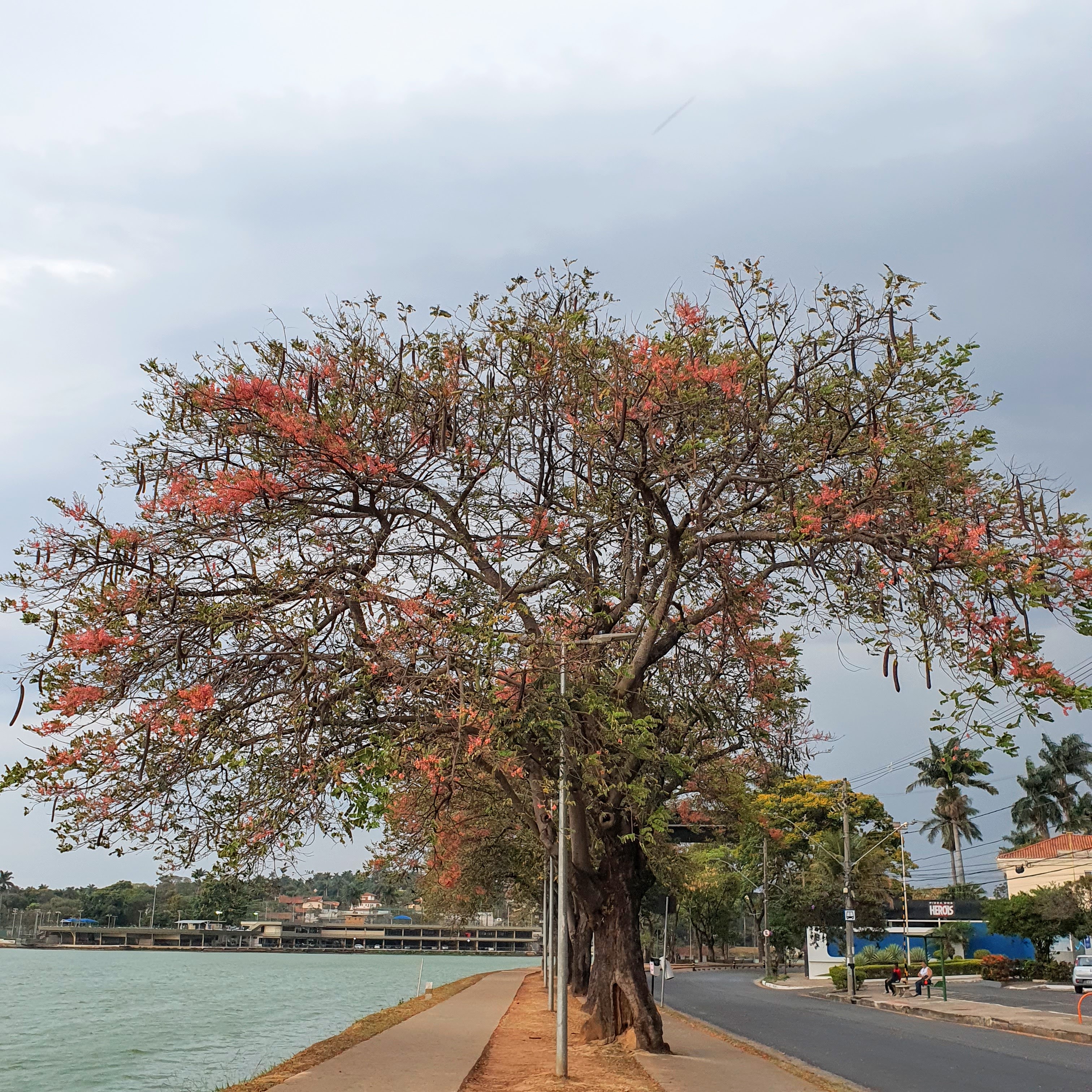 Cássia-rosa florida.