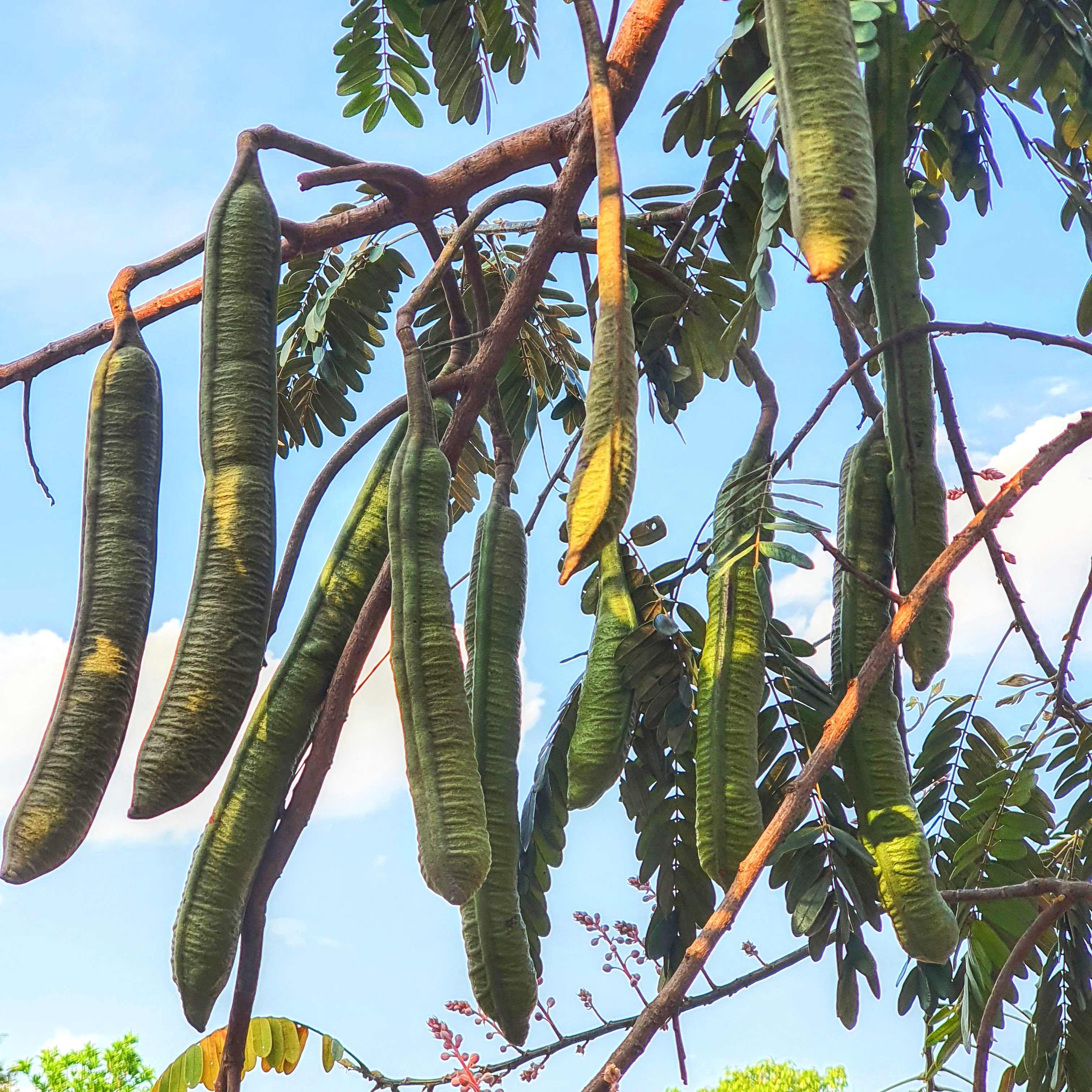 Frutos da cássia-rosa.