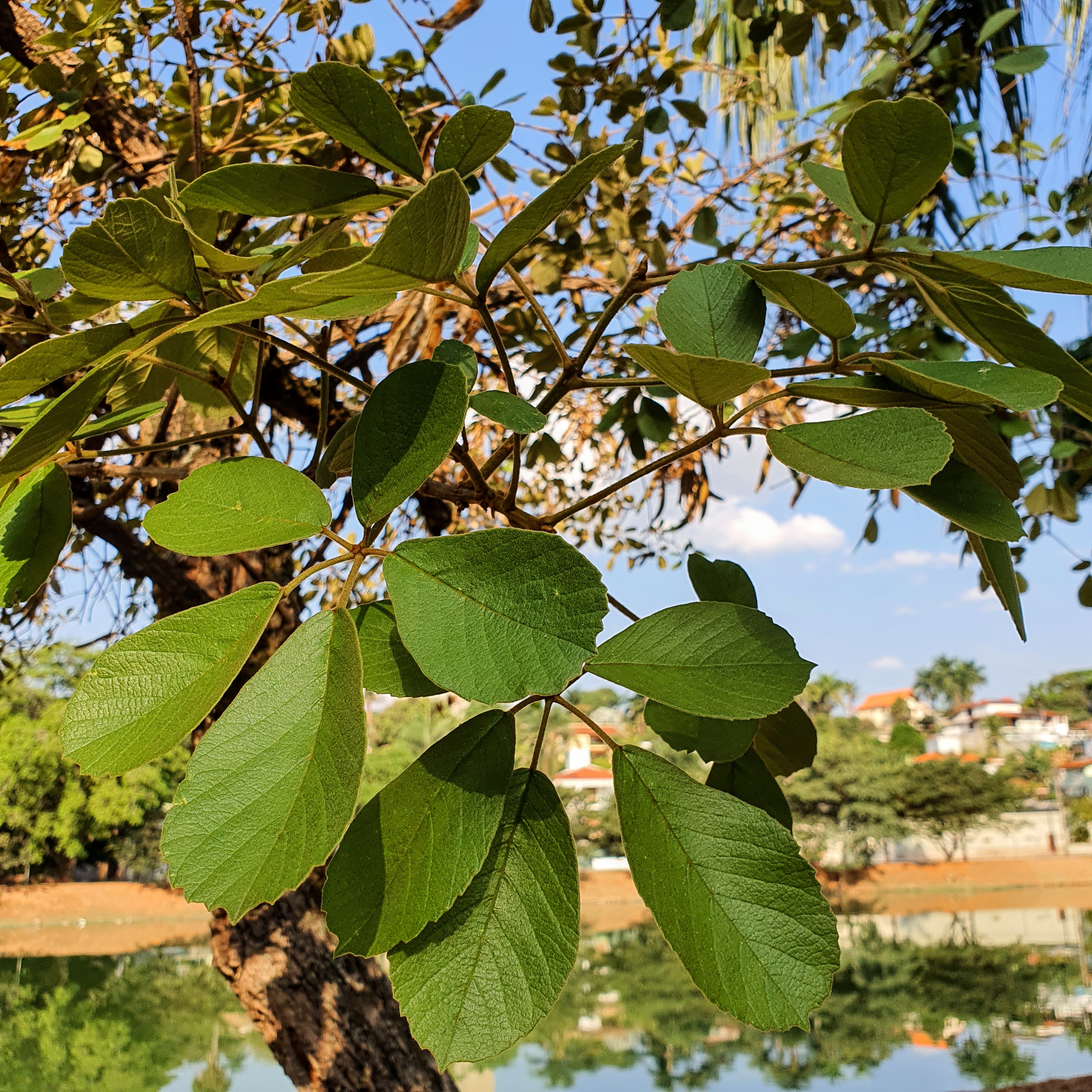 Folhas do ipê-cascudo.