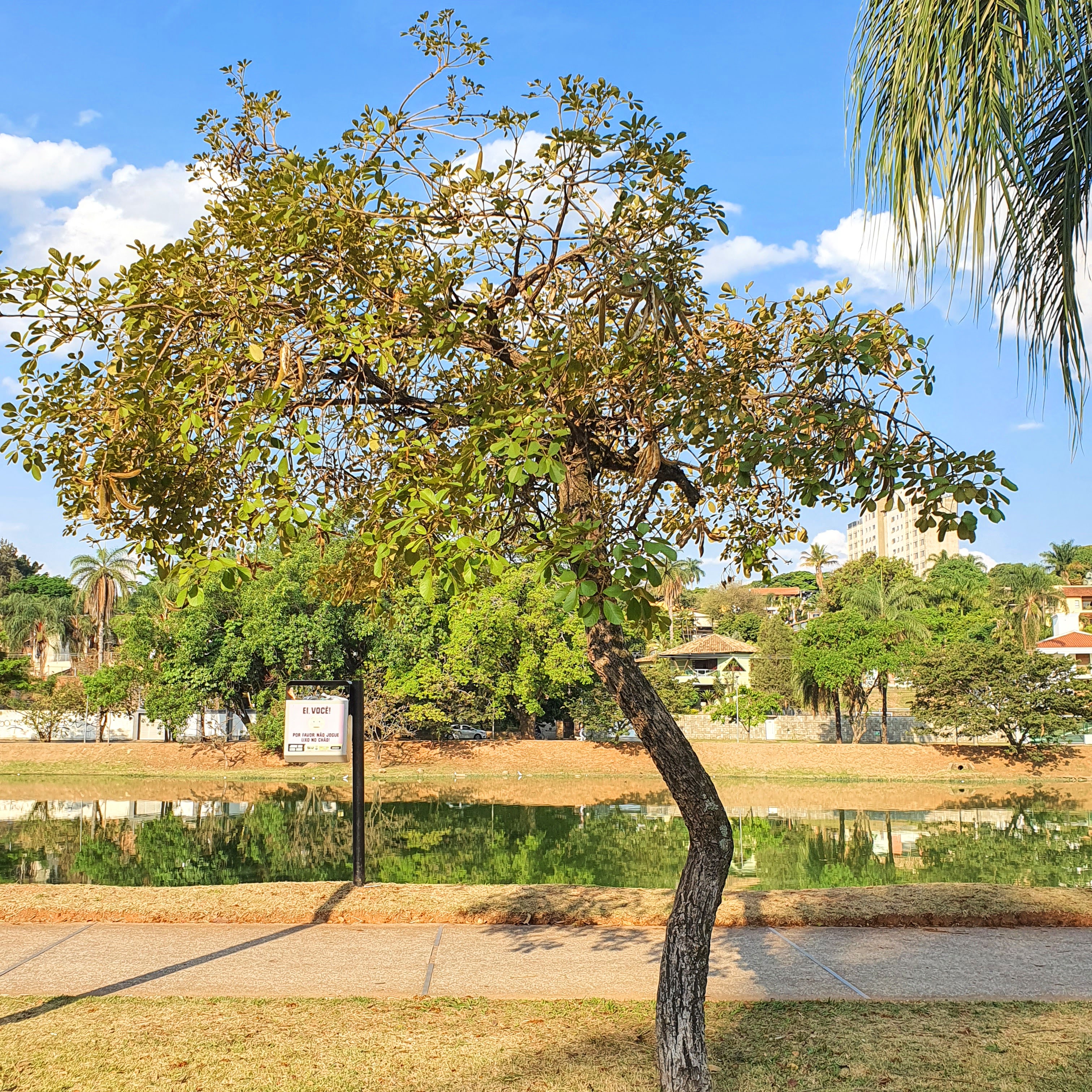 Ipê-do-cerrado.