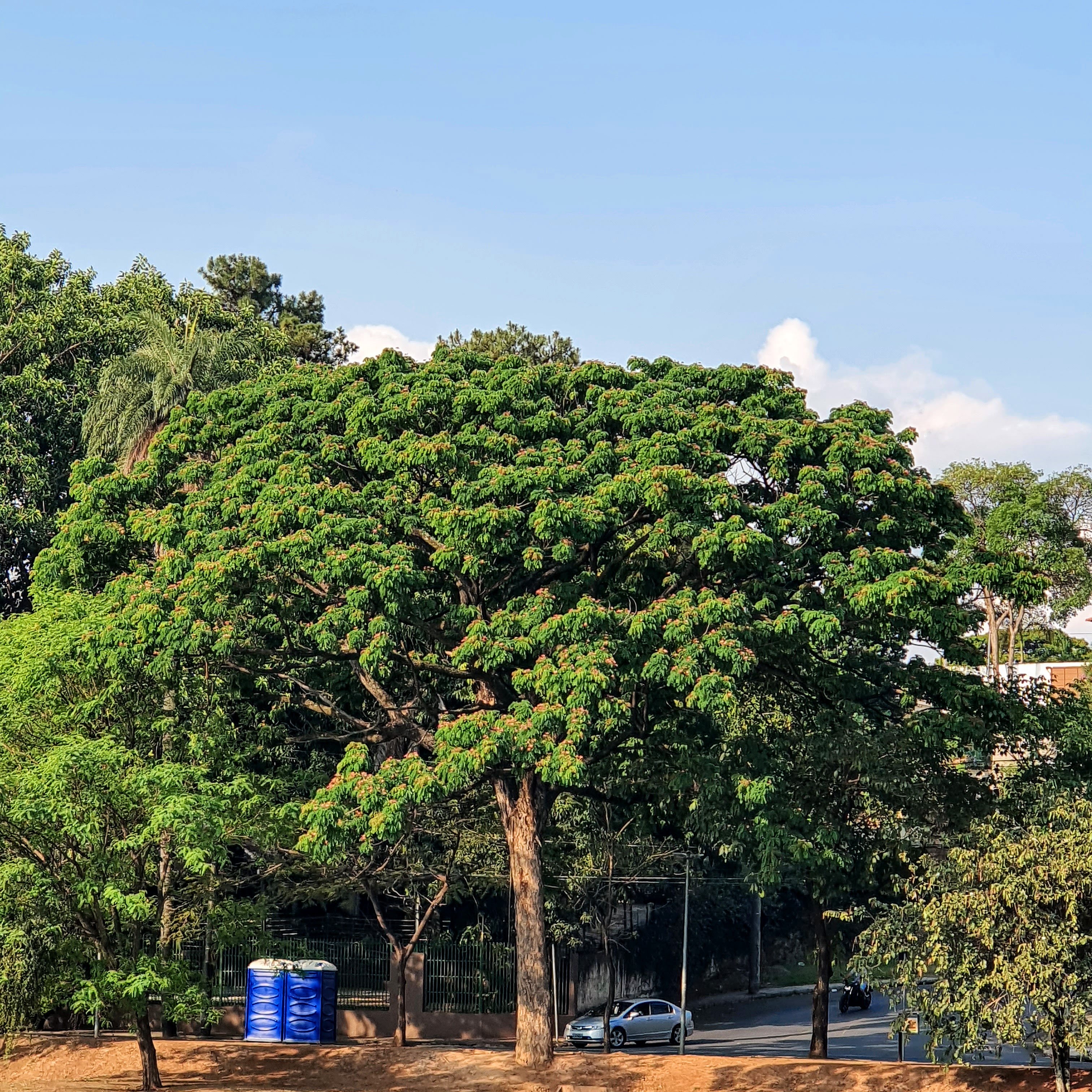 Bordão-de-velho.