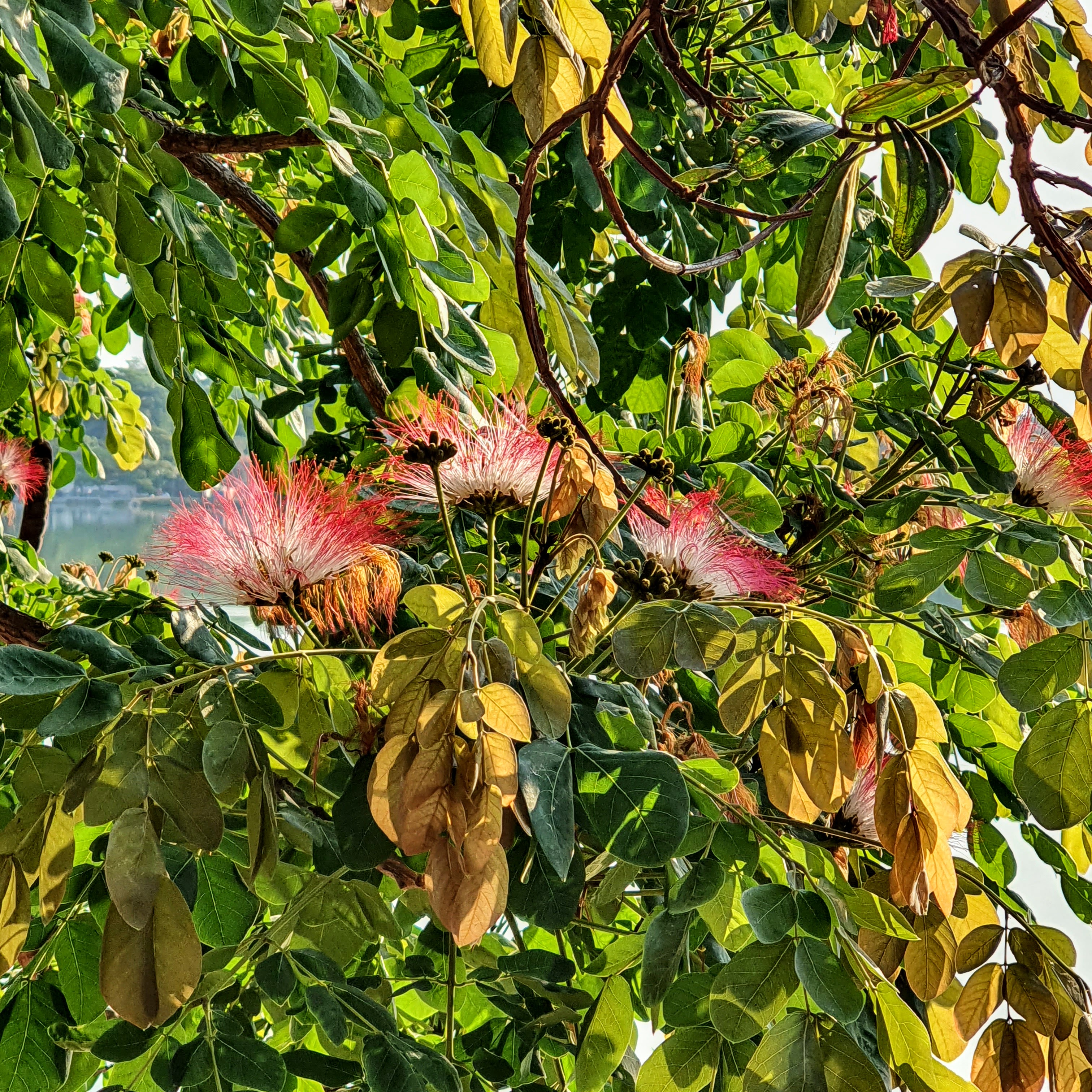 Flor do bordão-de-velho.