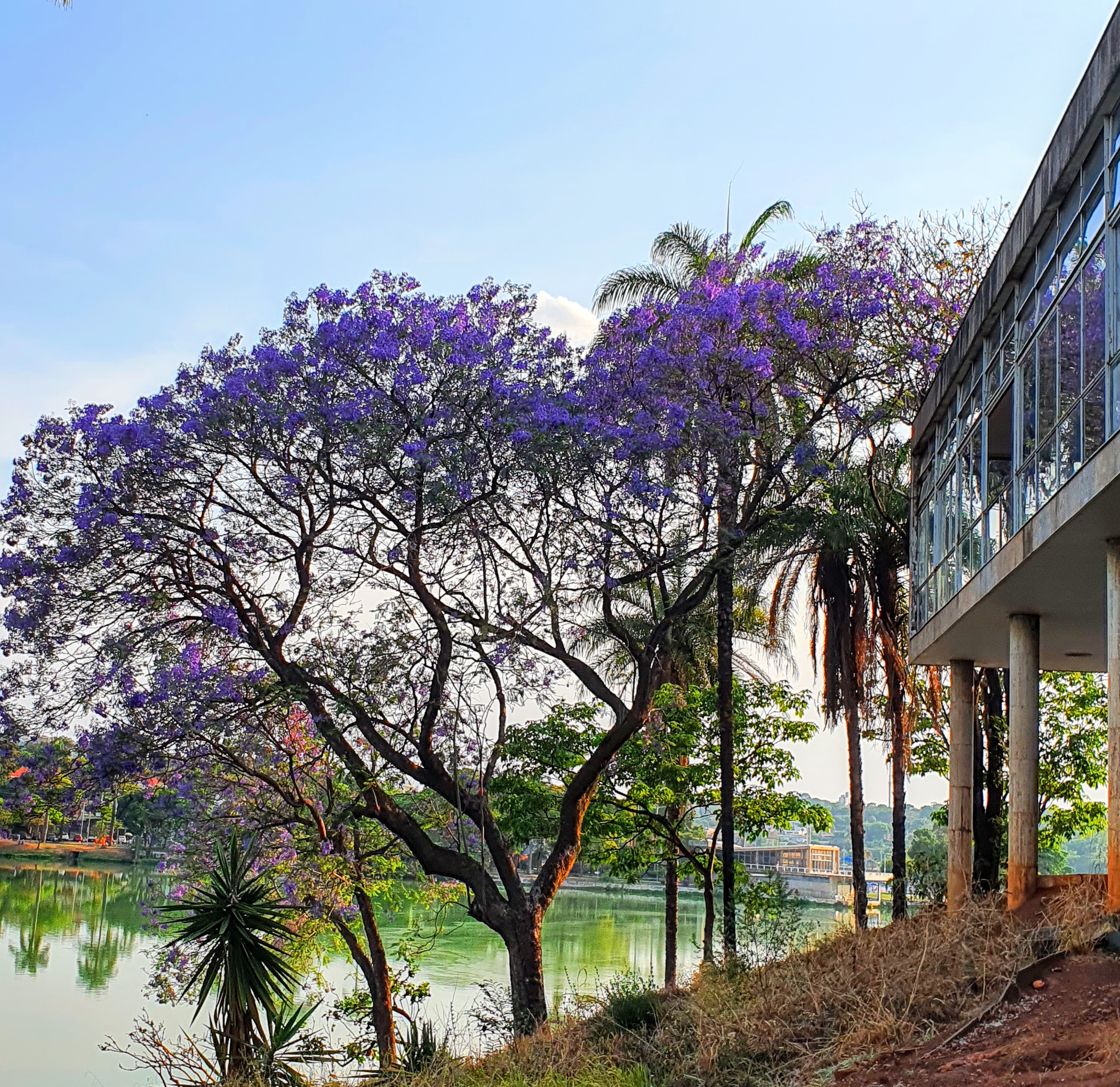 Jacarandá-mimoso.