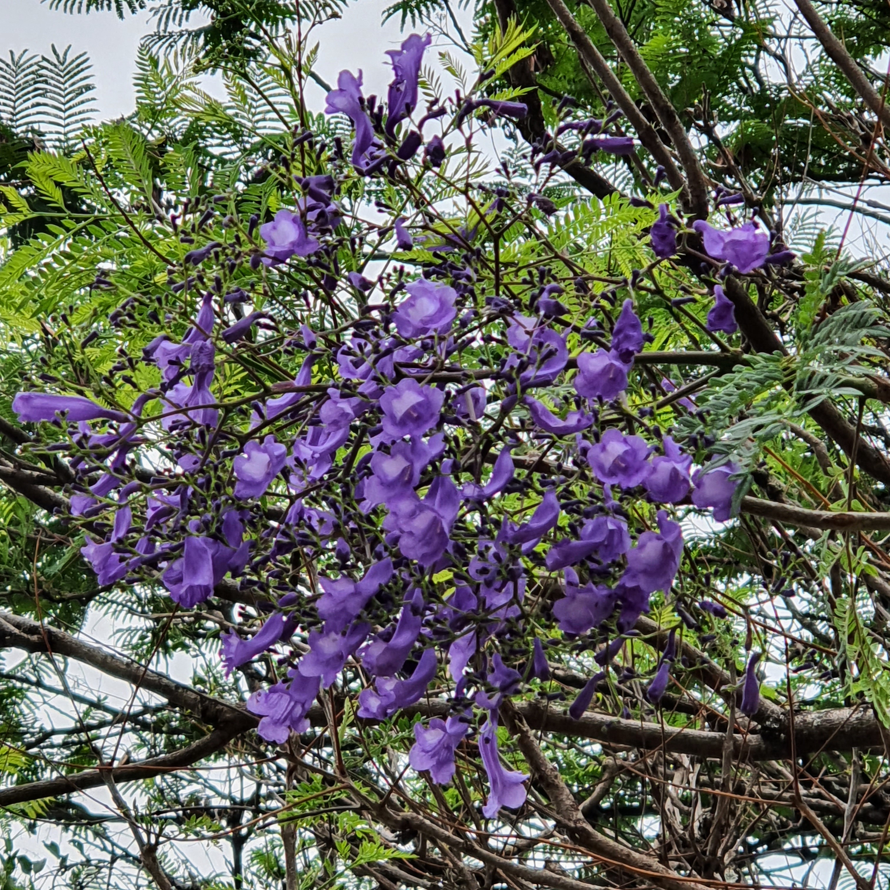 Inflorescência do jacarandá.