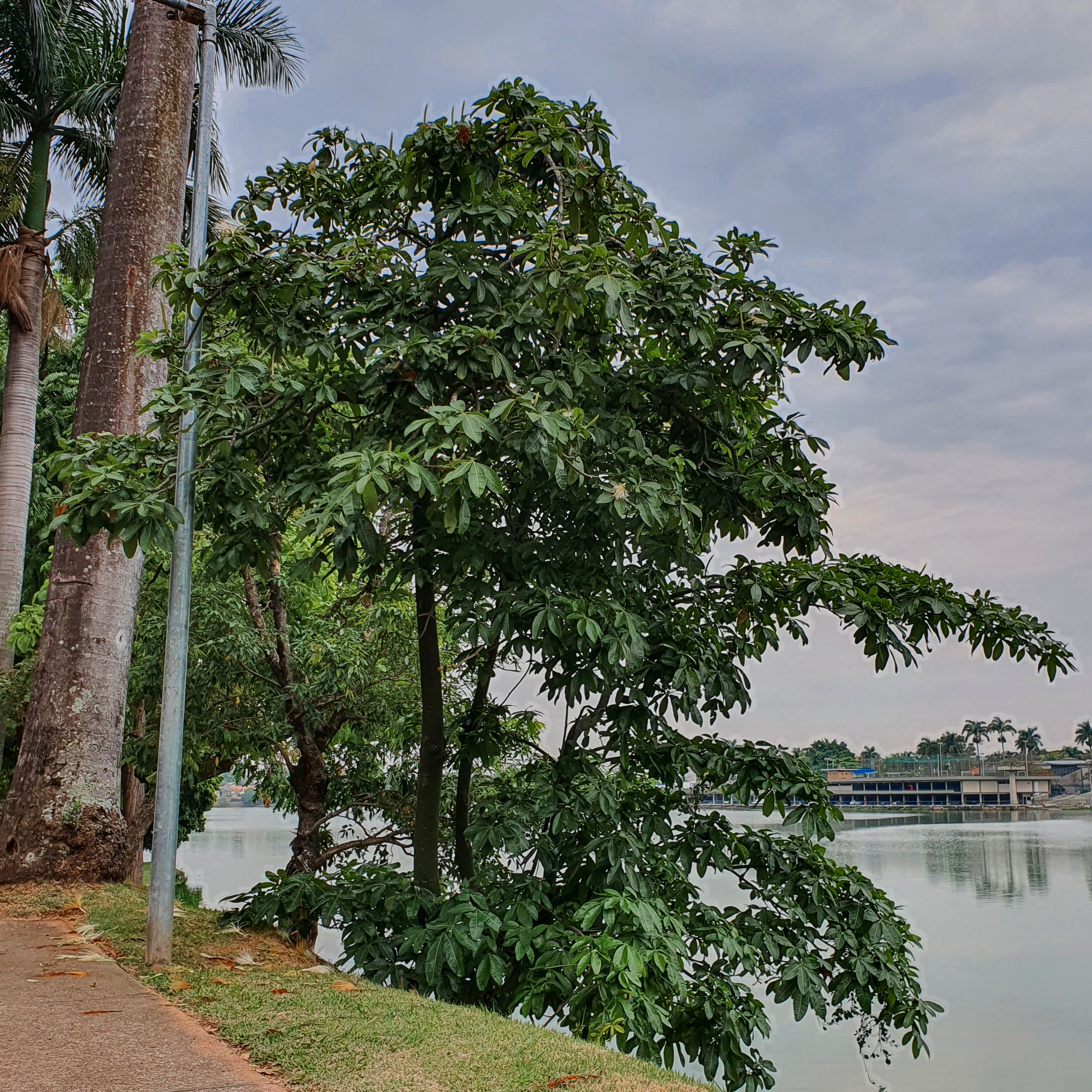 Castanha-do-maranhão na orla da Lagoa da Pampulha.