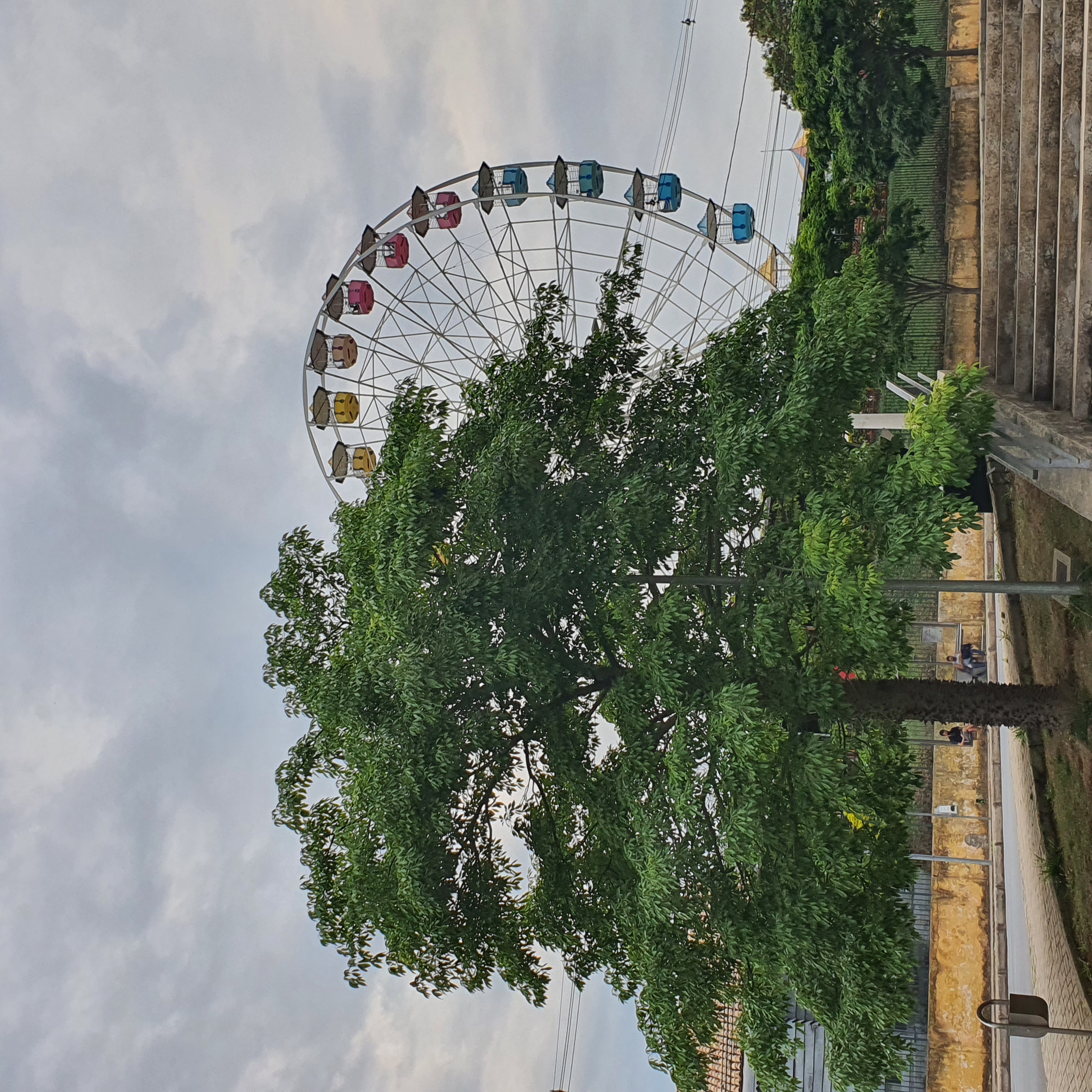 Paineira com folhagem densa formada durante a primavera na orla da Lagoa da Pampulha.