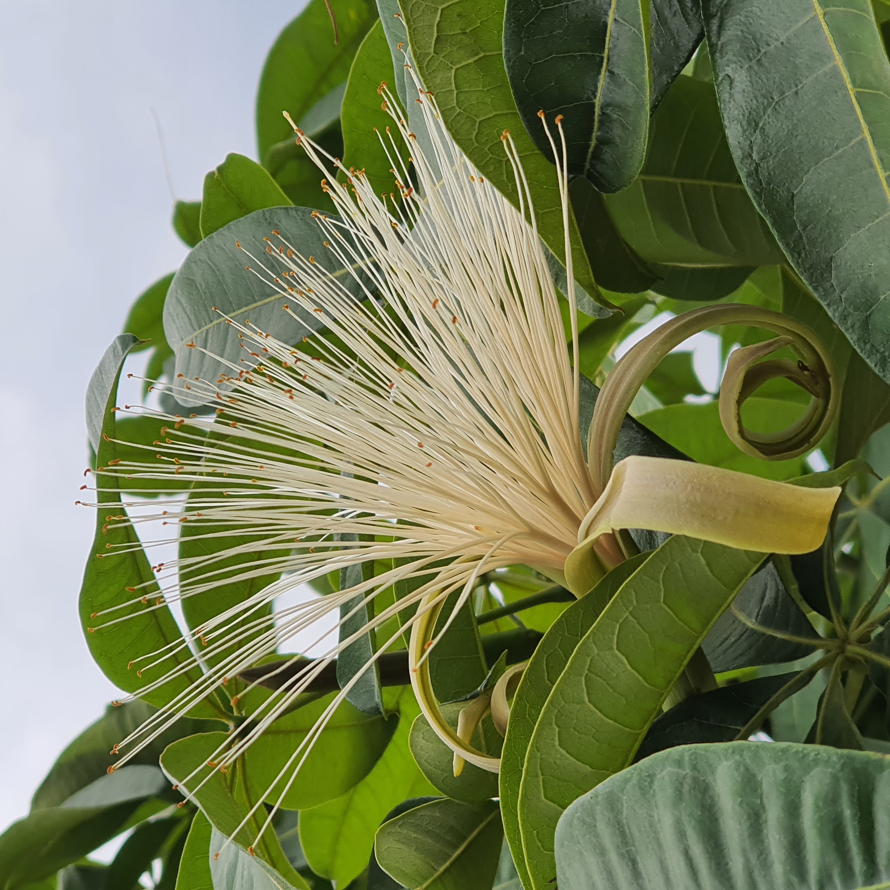 Flor grande, isolada e desprovida de maiores atributos ornamentais da castanha-do-maranhão.