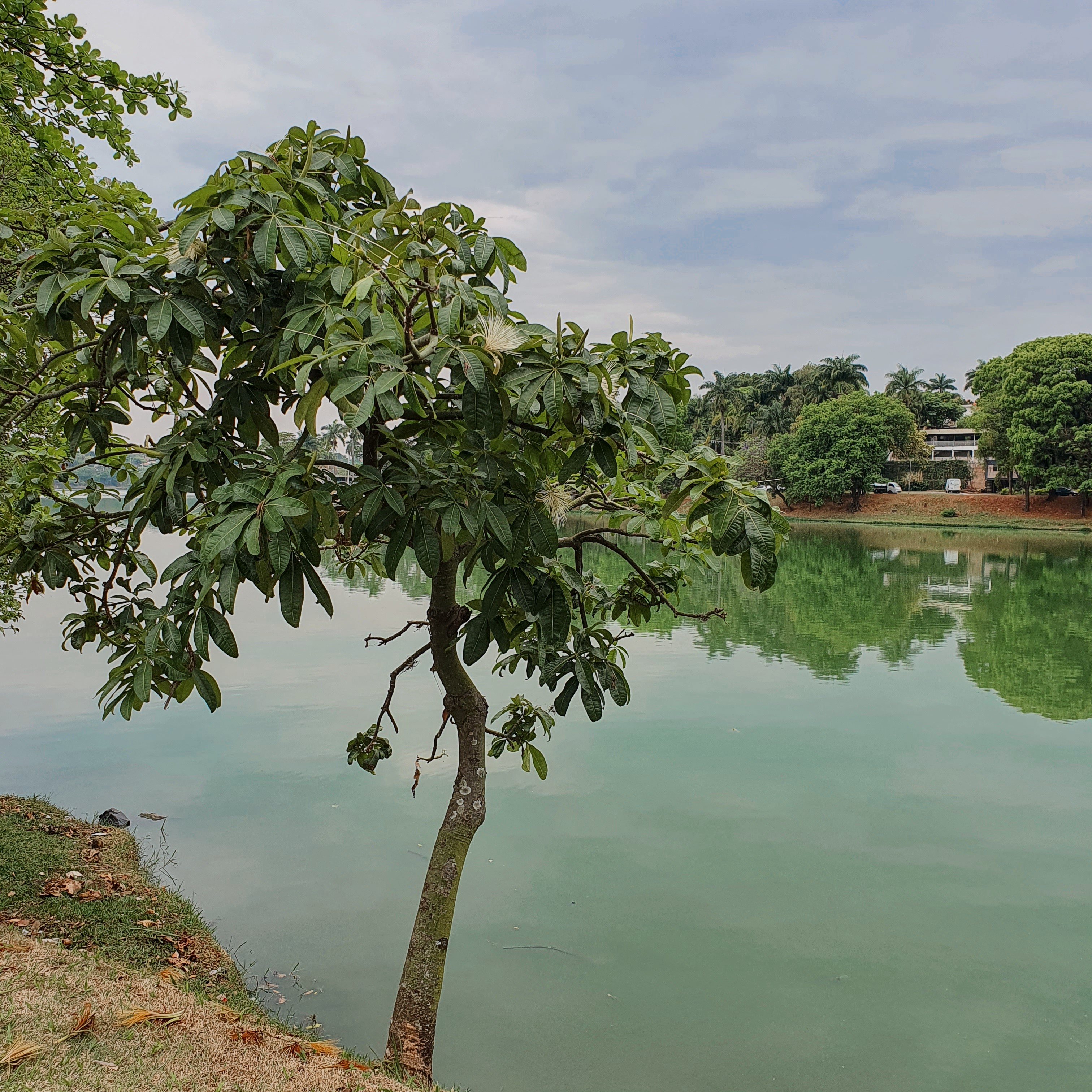 Castanha-do-maranhão na orla da Lagoa da Pampulha, em BH.