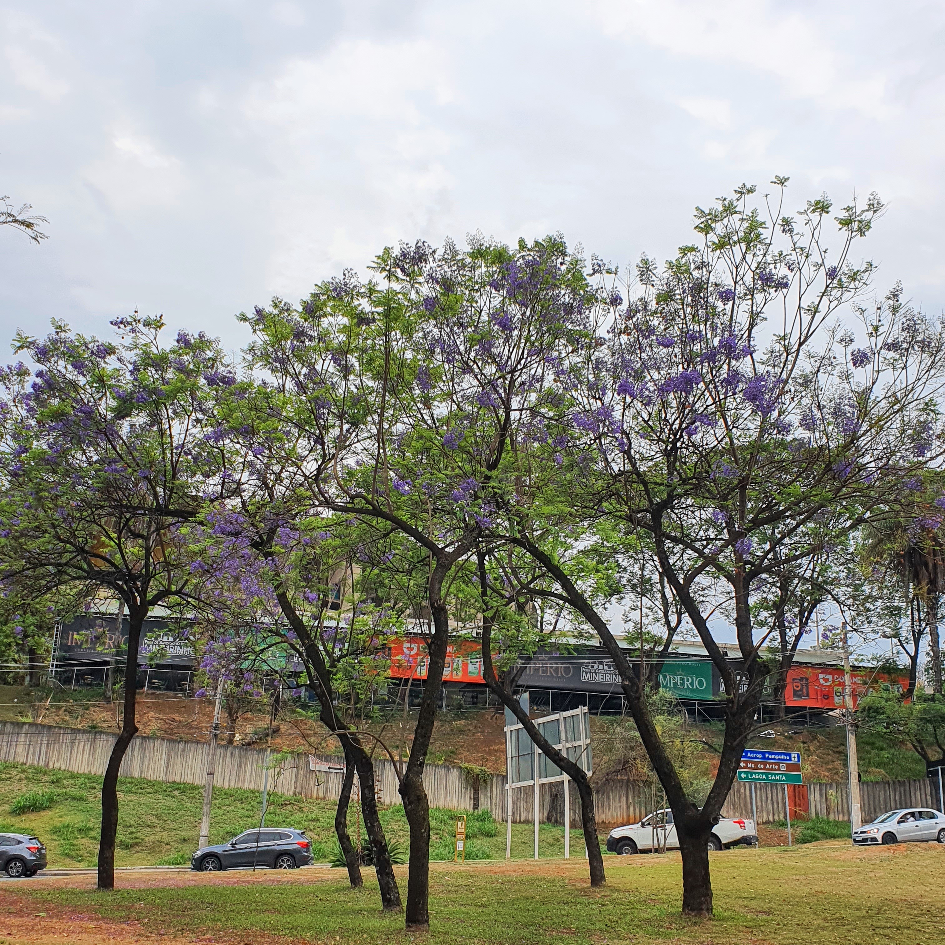 Pequeno grupo de jacarandás.