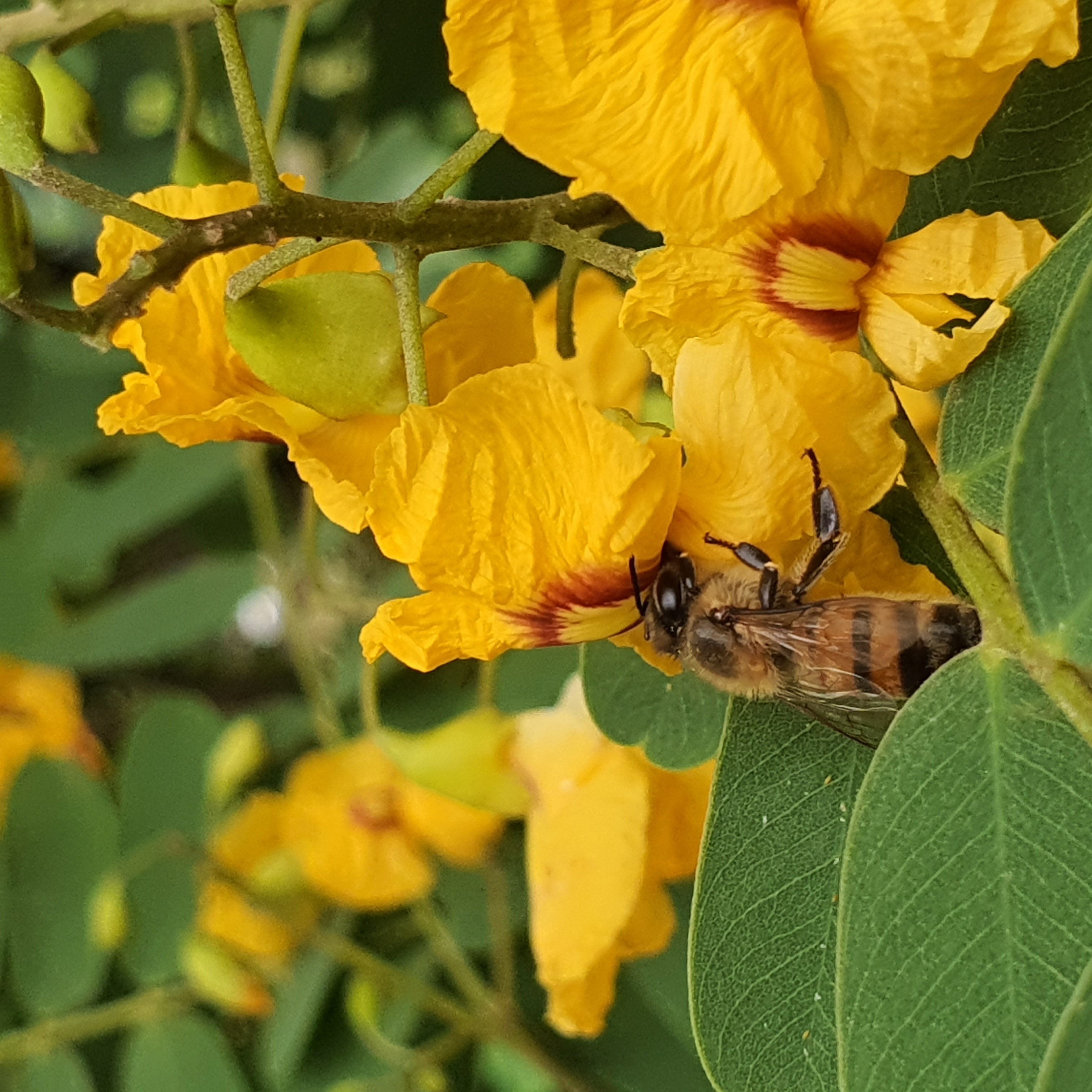 Flor da tipuana.