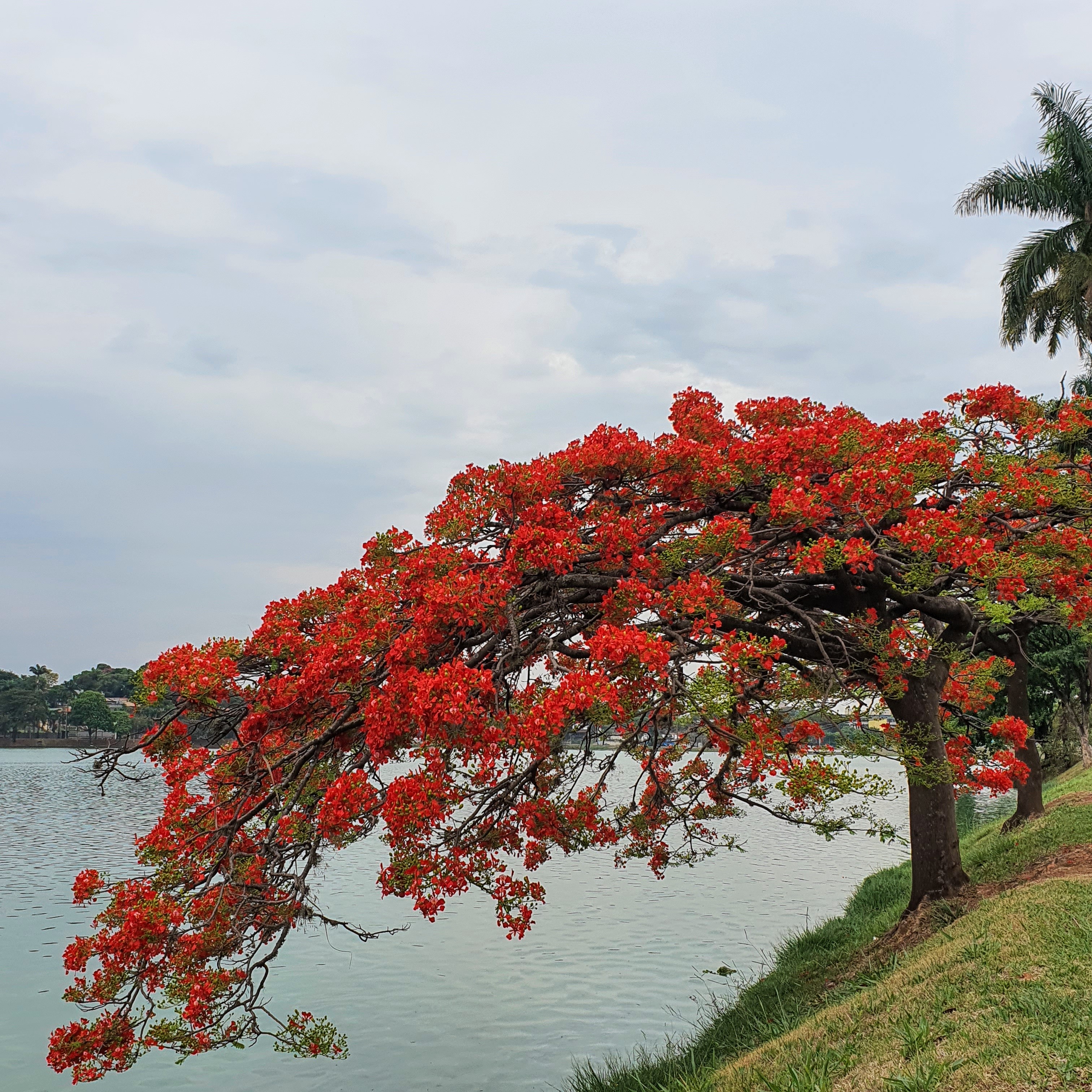 Intensa floração vermelha formada na primavera de BH. 07/10/2021