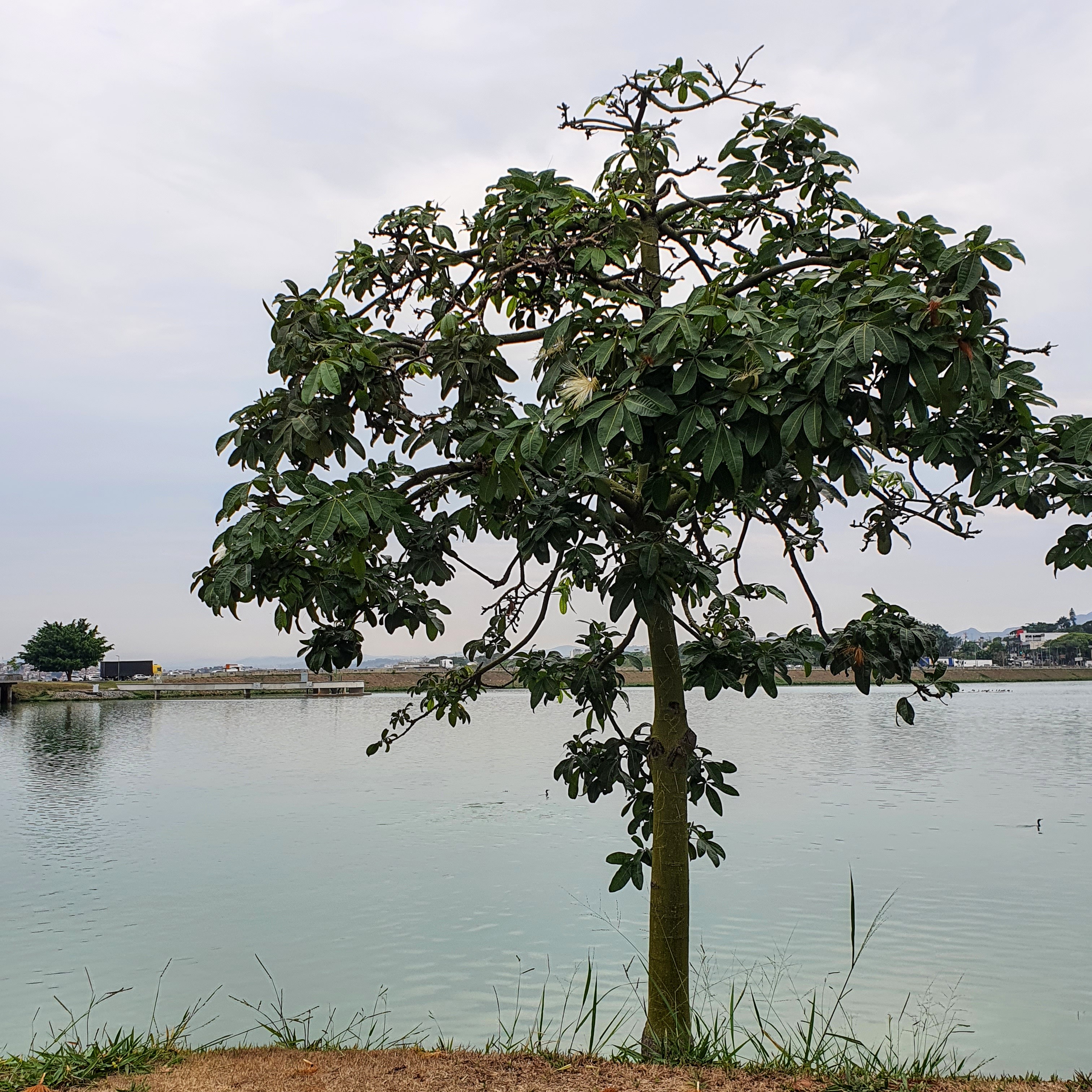 Castanha-do-maranhão na orla da Lagoa da Pampulha, em BH, com a barragem da Pampulha ao fundo.