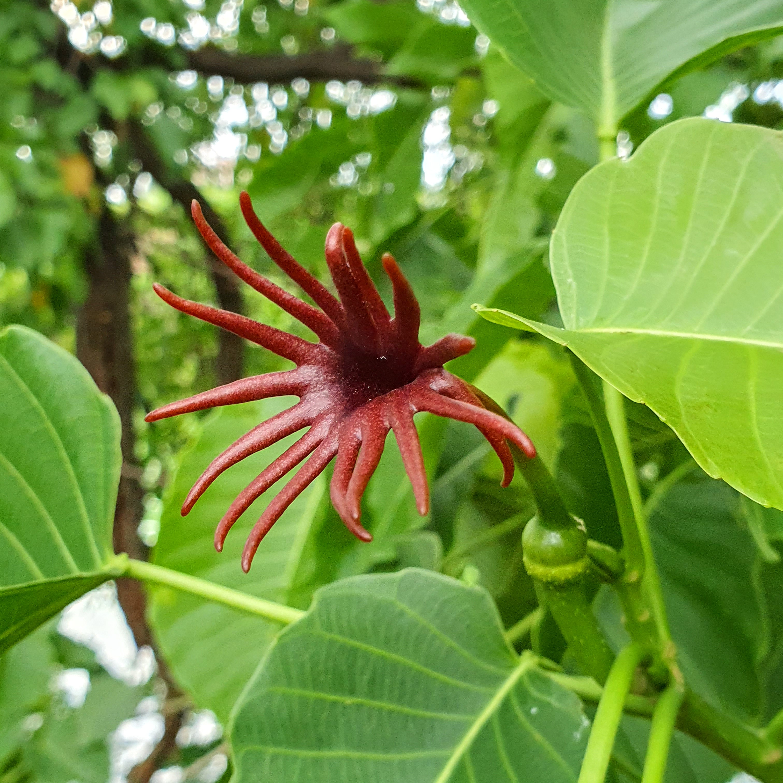 Detalhe da curiosa inflorescência do assacú (já aberta) que se forma, preferencialmente, durante a primavera de BH.