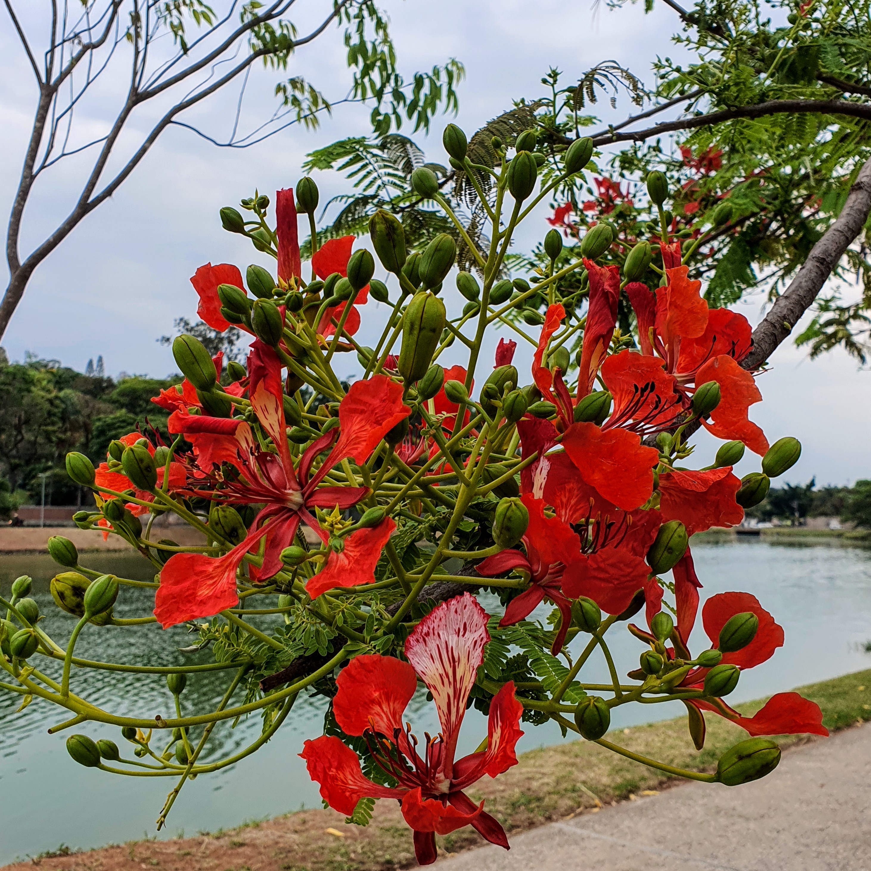 Detalhe das flores vermelhas, com a Lagoa da Pampulha ao fundo.