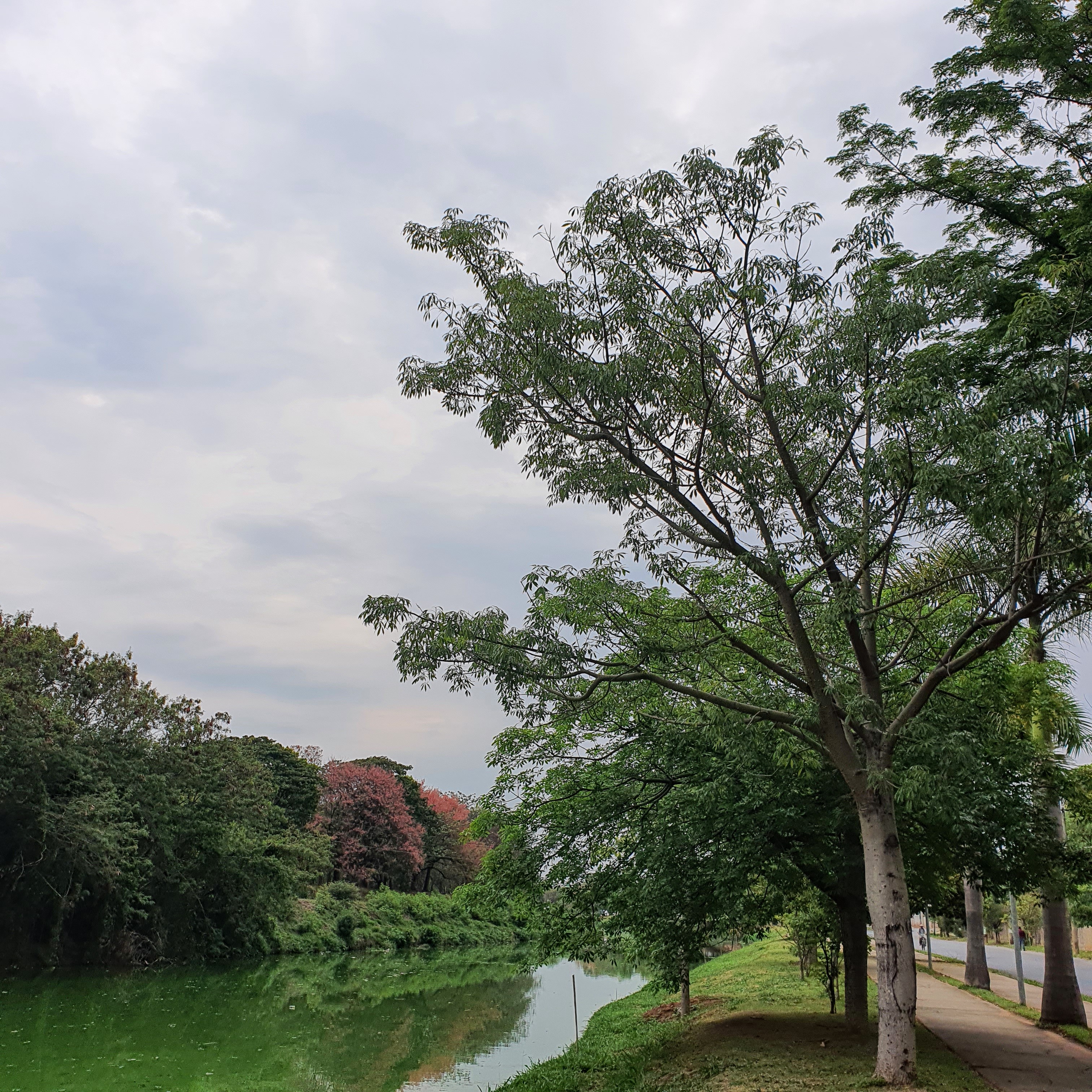 Paineira com folhagem densa formada durante a primavera na orla da Lagoa da Pampulha, próximo ao Zoológco.