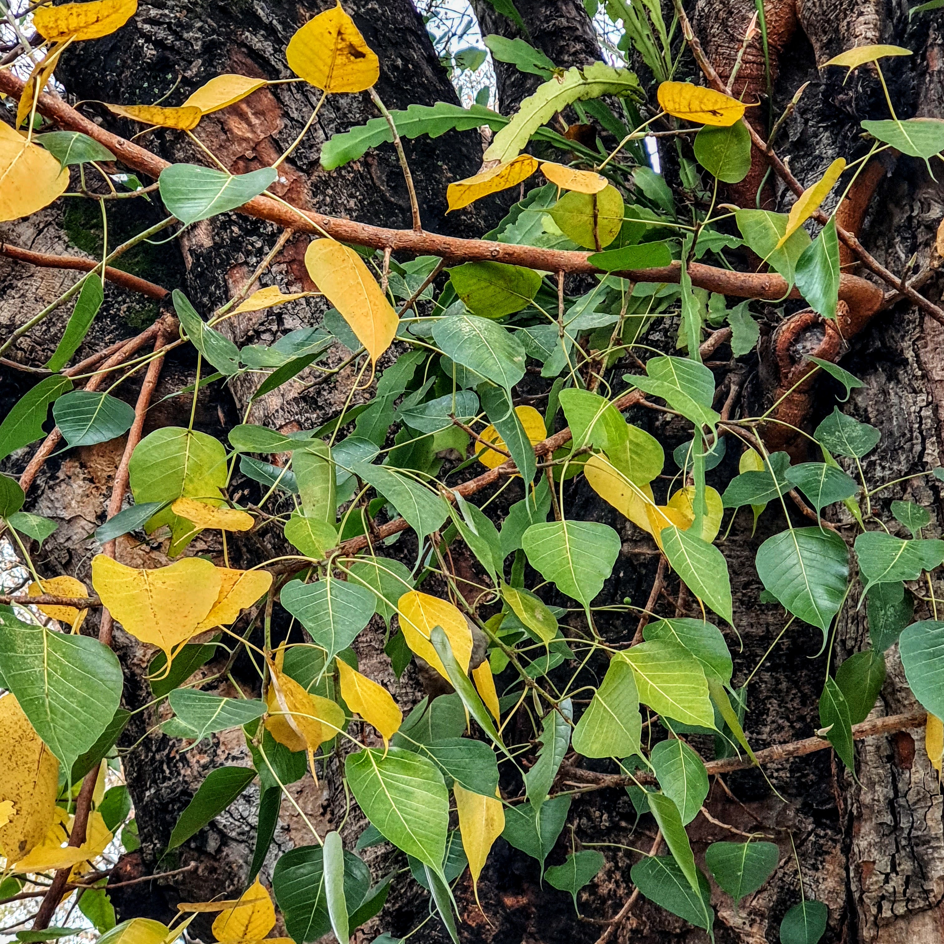 Detalhe das folhas verdes, algumas amarelas, de ponta bem afilada da figueira-religiosa.