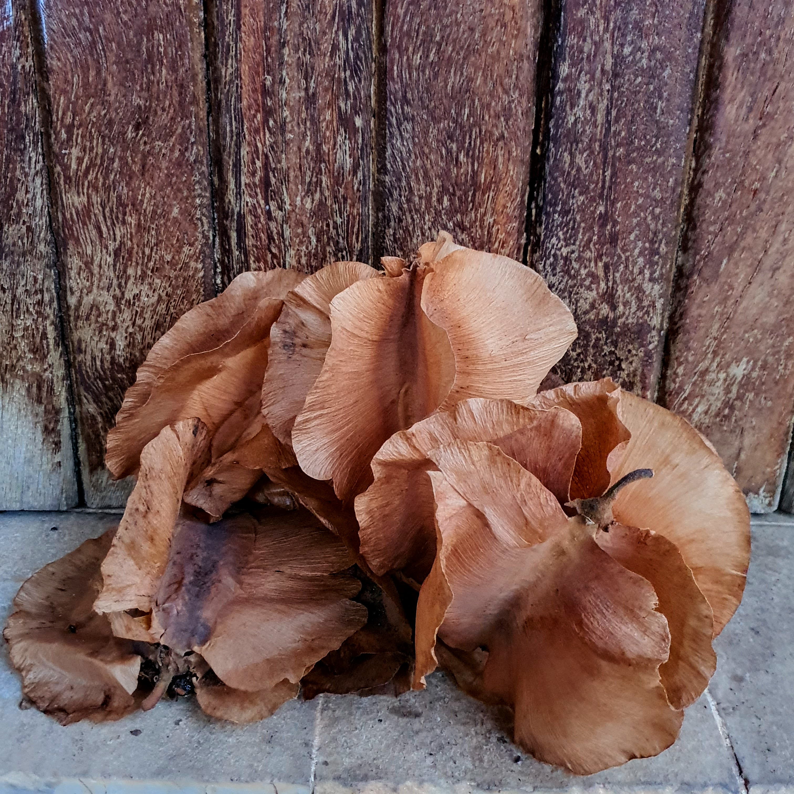 Frutos da paineira-do-cerrado.