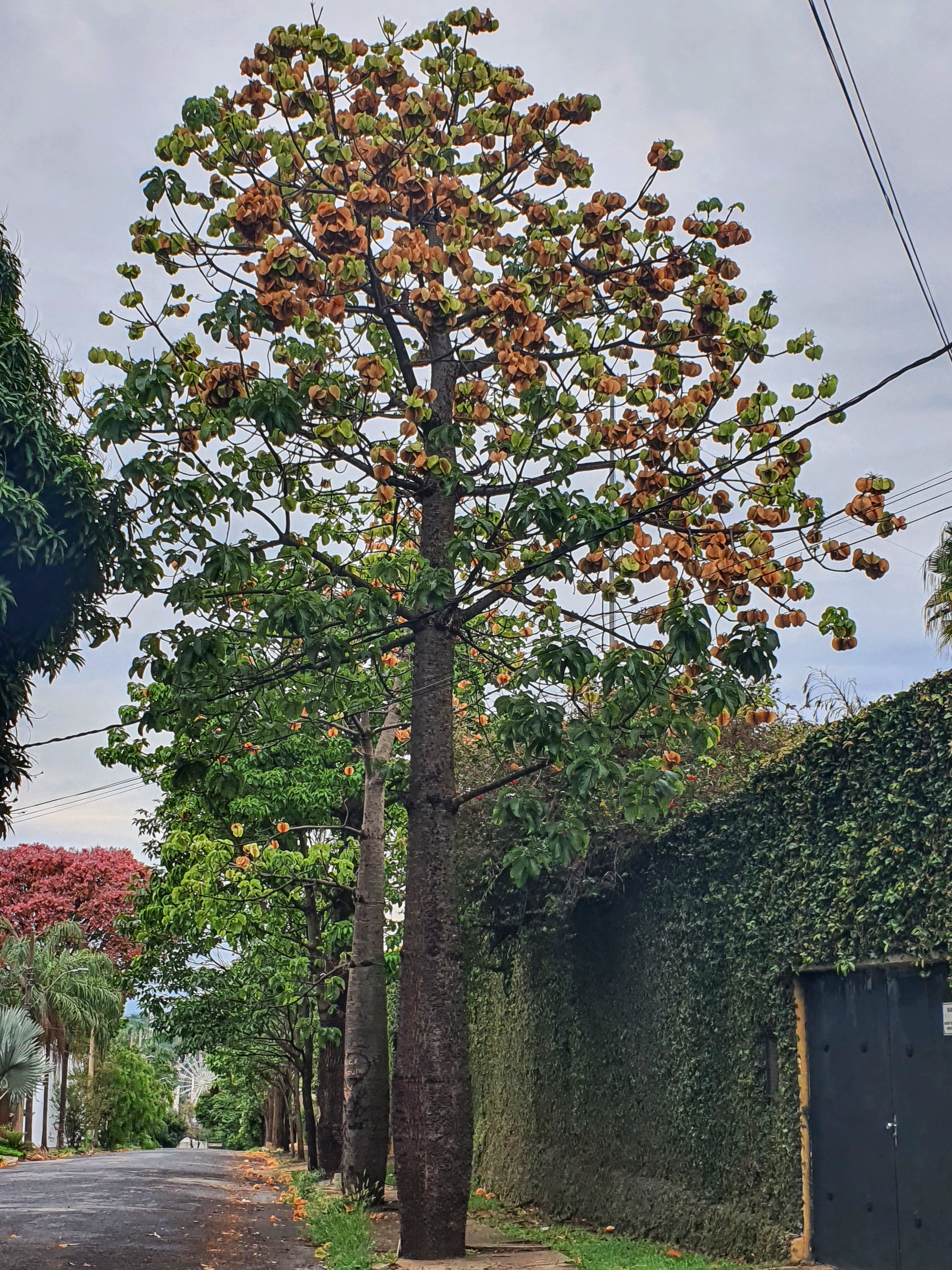 Copa da paineira-do-cerrado com muitos frutos.