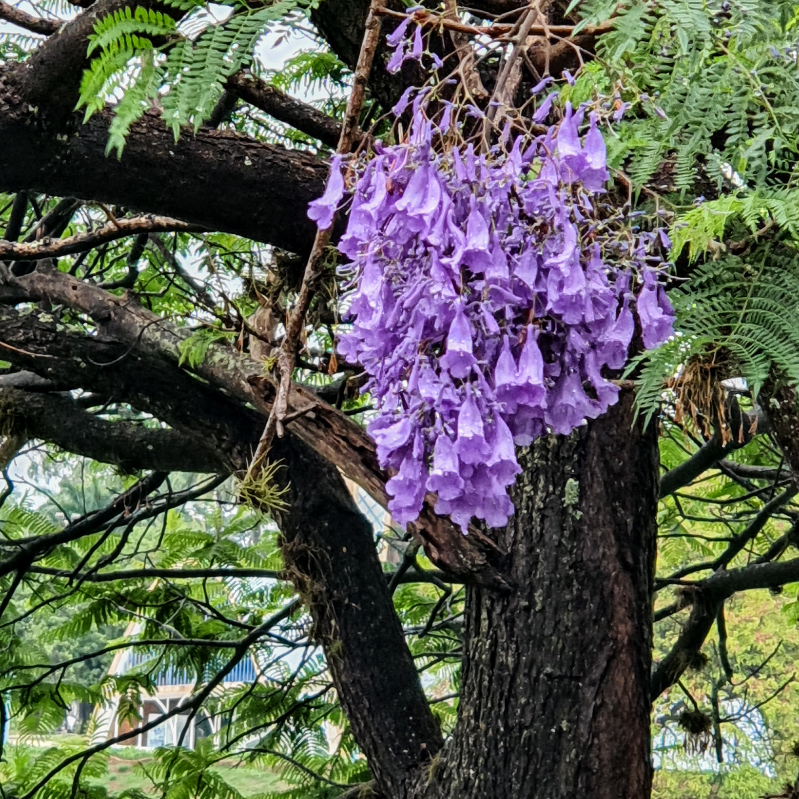 Inflorescências azuis a roxas, coloração especial devido à relativa raridade de ser encontrada na natureza.