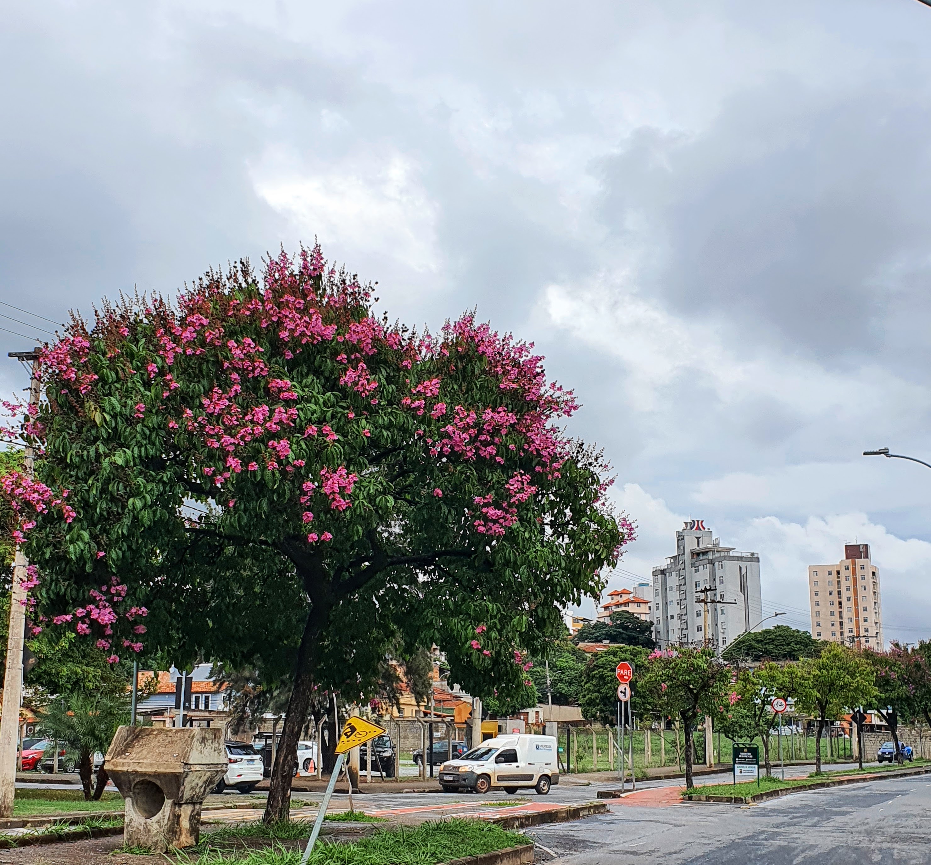 Resedá-graúdo florido.