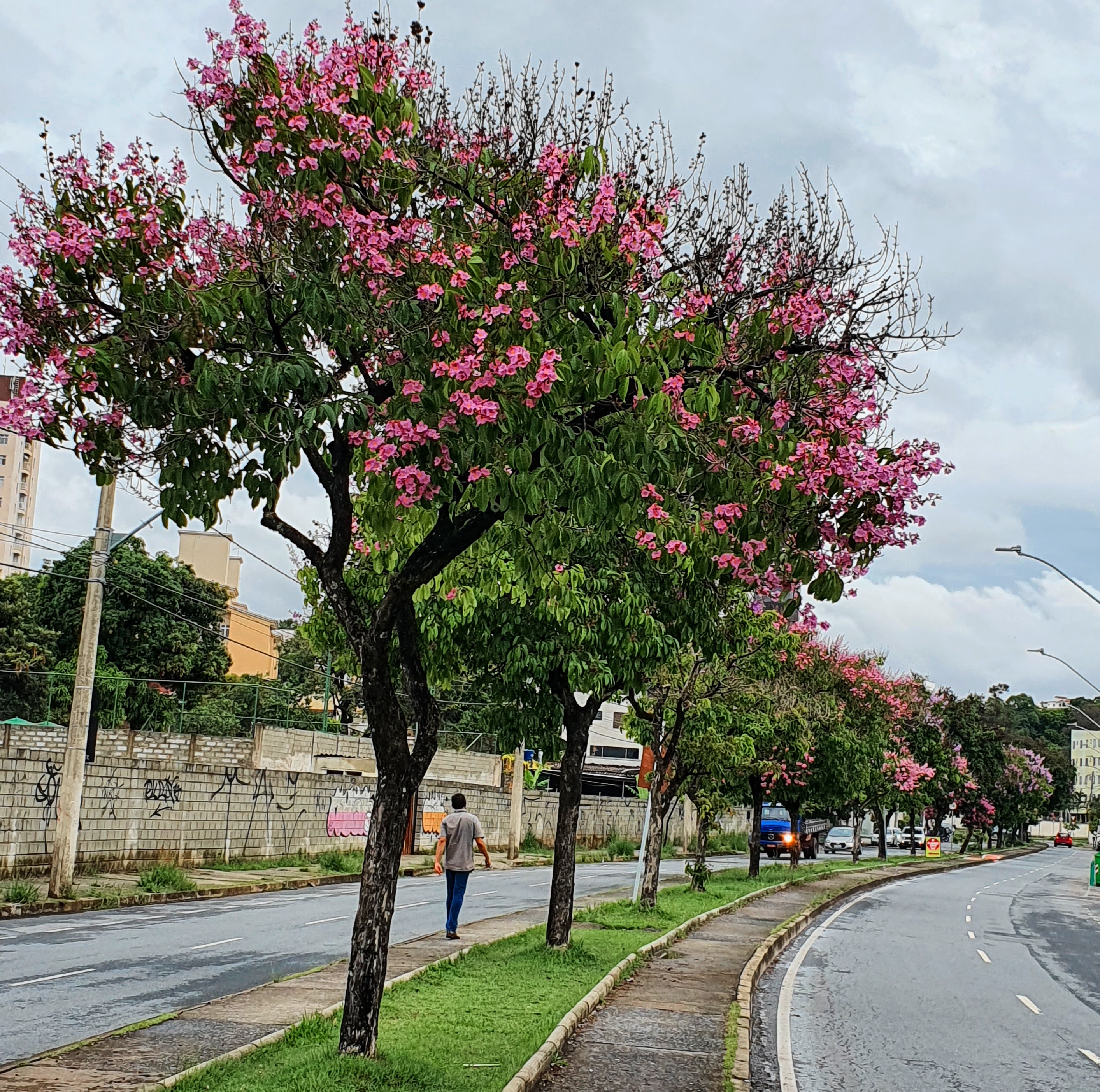 Fileira de resedás-graúdo.