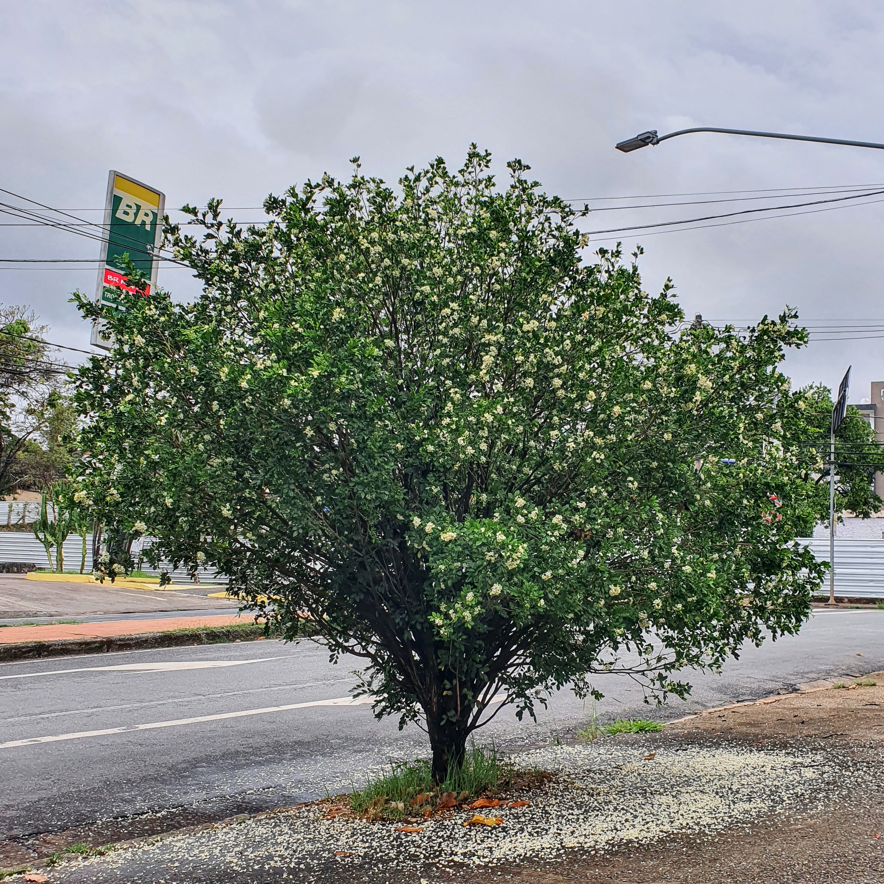 Murraya paniculata - dama da noite | Biologia da Paisagem