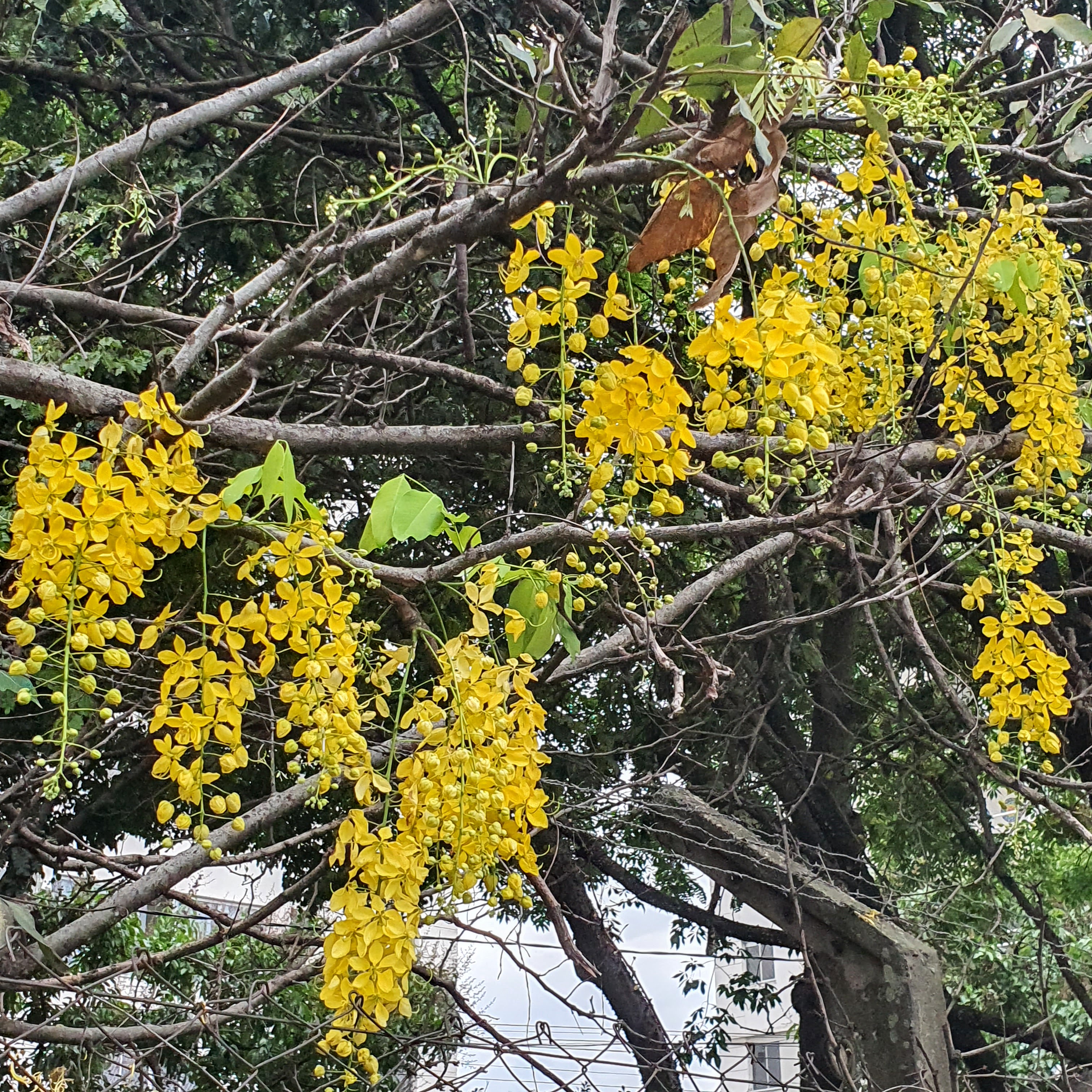 Flores da chuva-de-ouro.