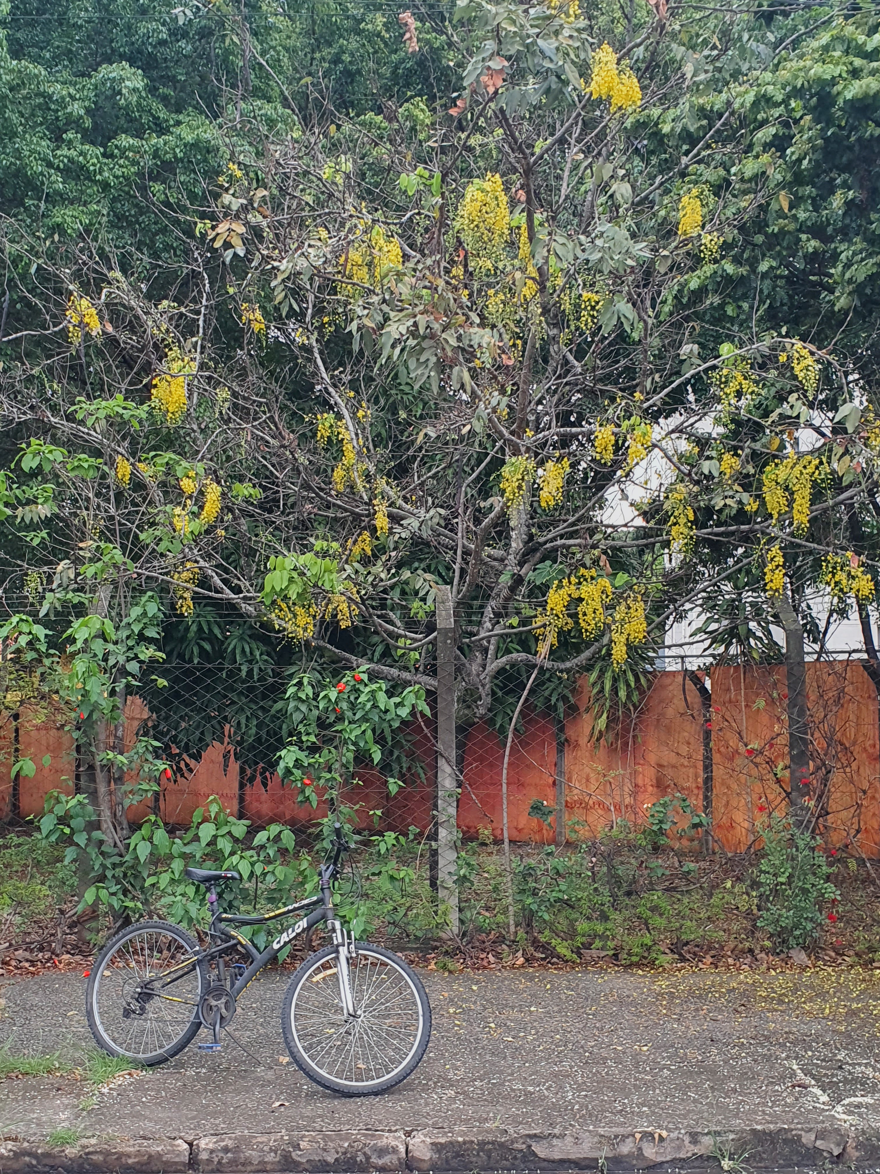 Chuva-de-ouro florida.