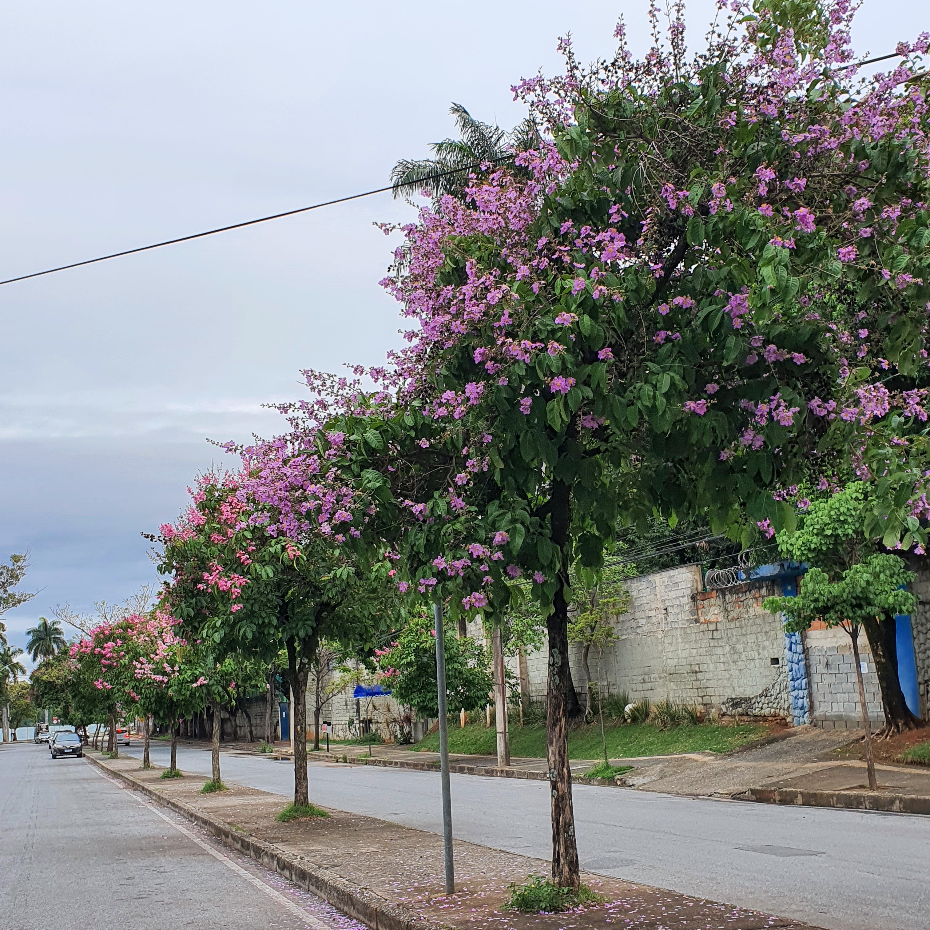 Sequência de resedás-graúdo floridos.