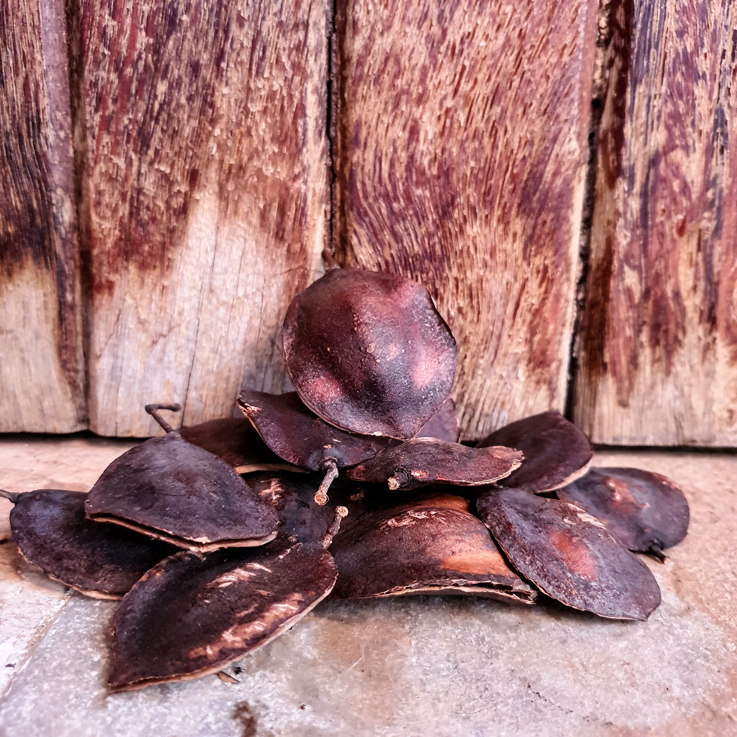 Detalhe dos frutos lenhosos do jacarandá-mimoso.