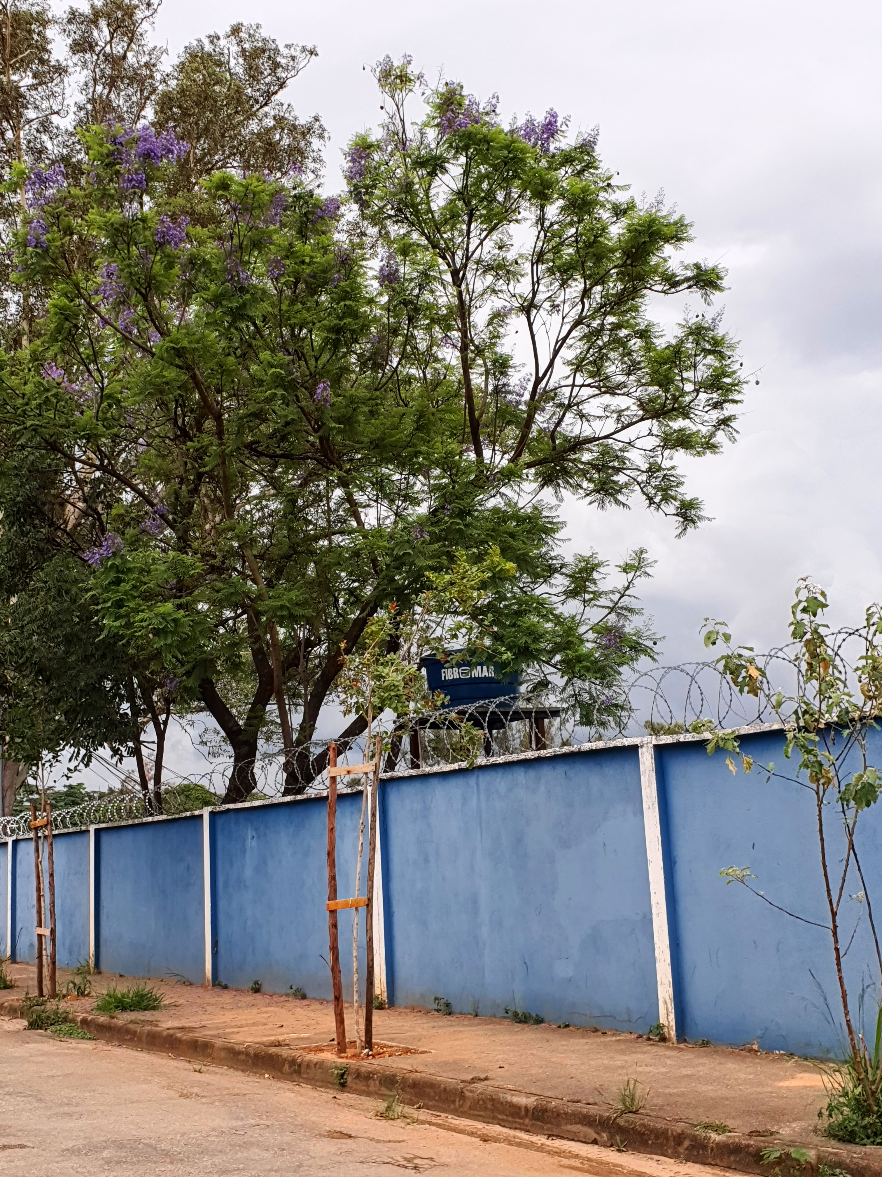 Jacarandás.