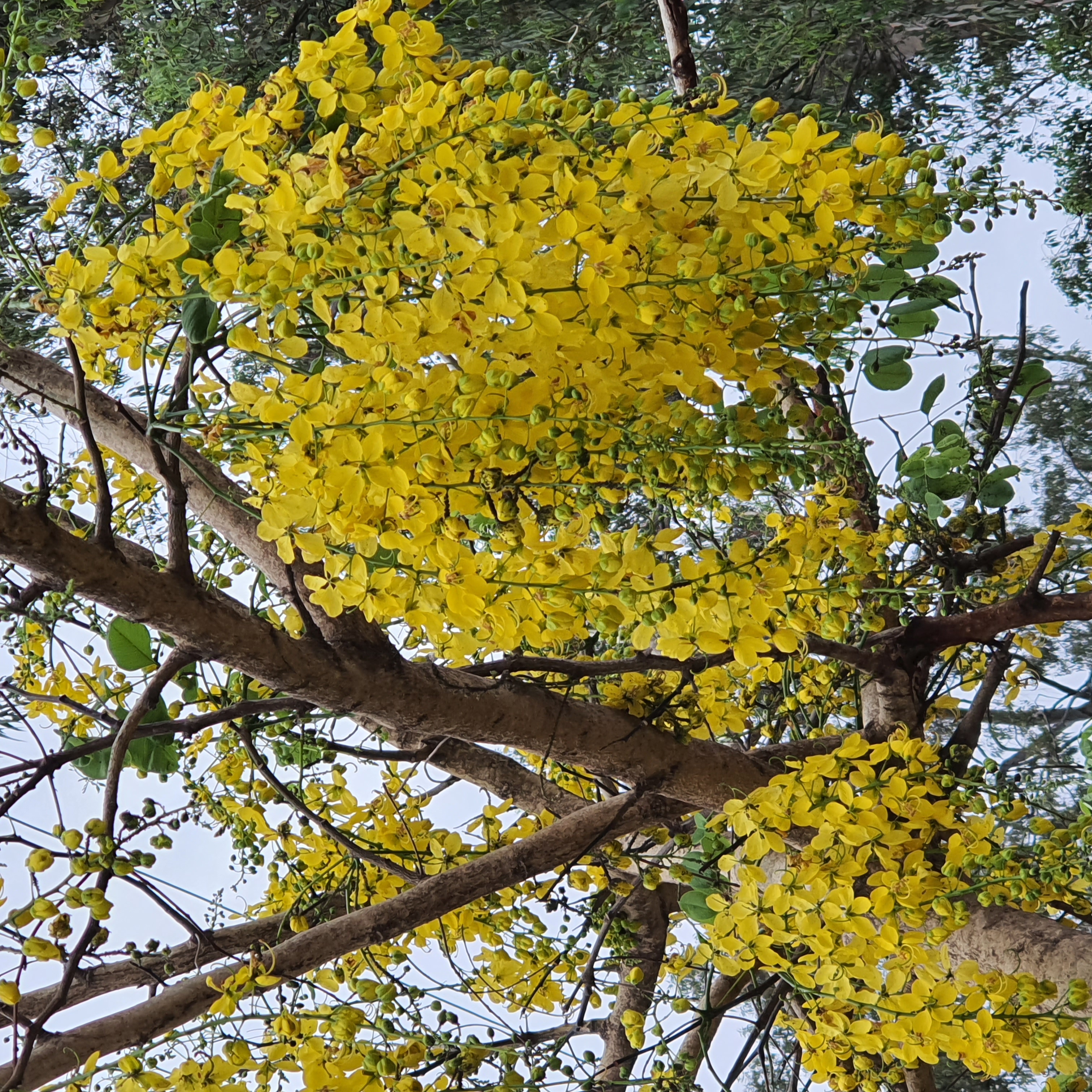 Flores da chuva-de-ouro.