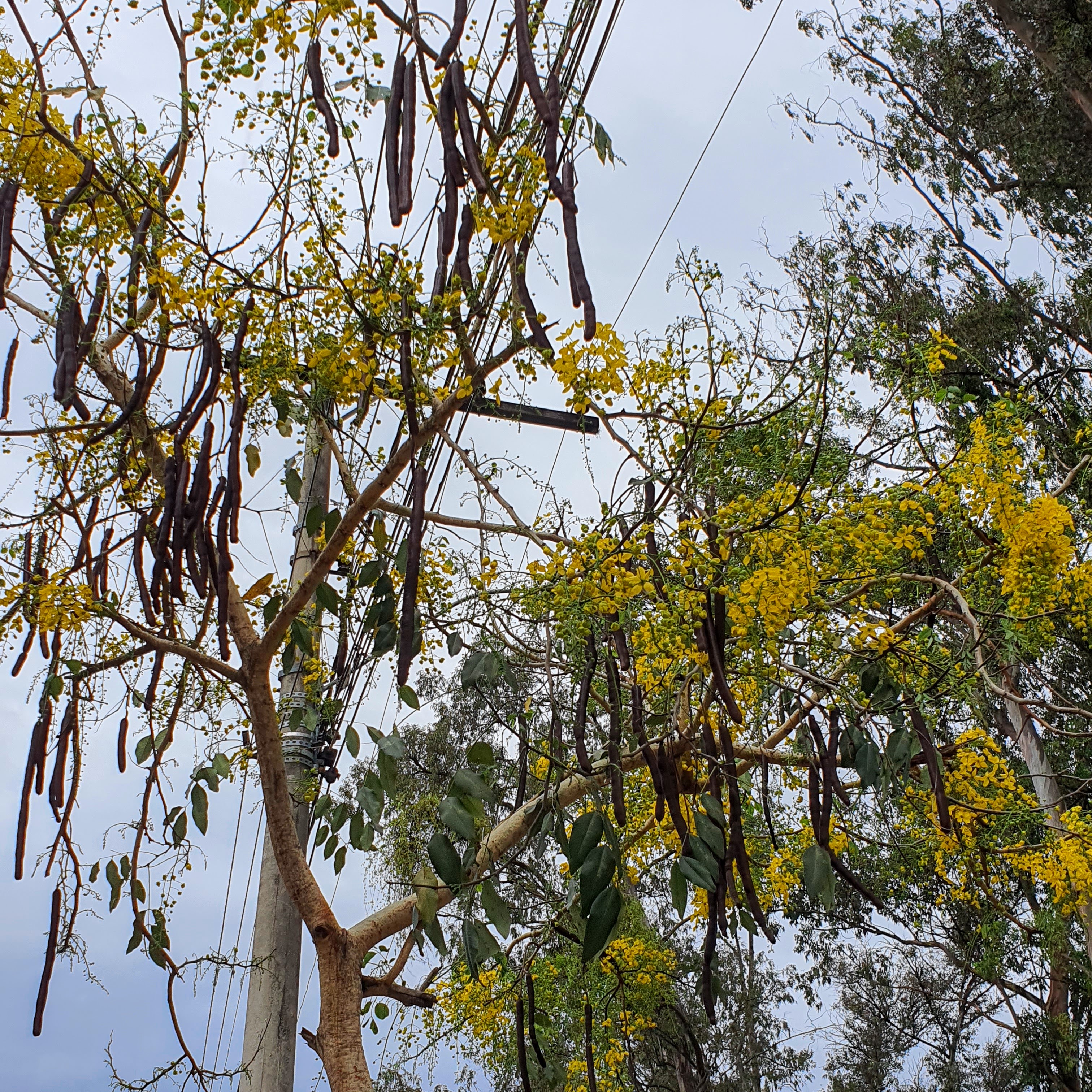 Flores e frutos da chuva-de-ouro.