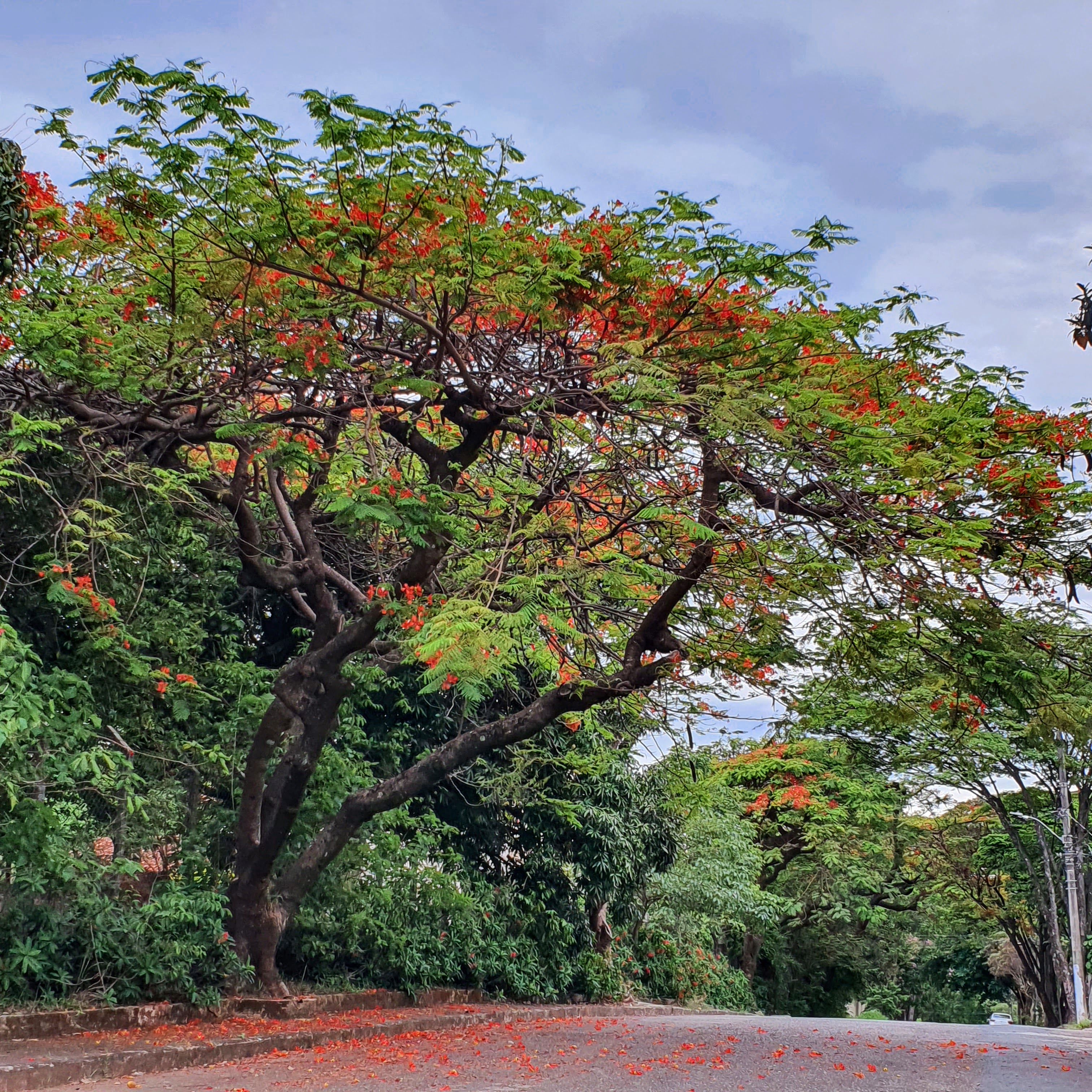 Formação de tapete vermelho.