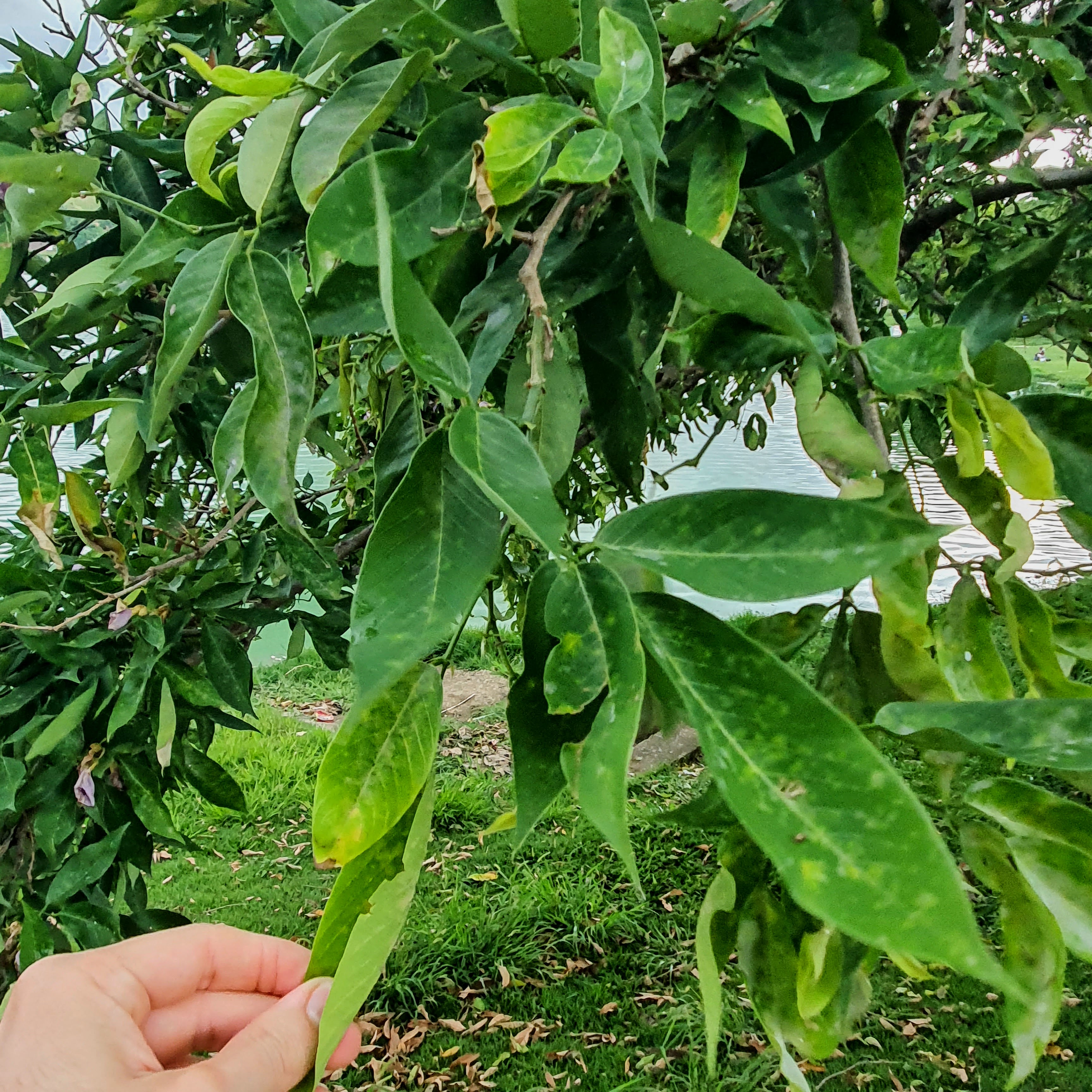 Detalhe das folhas verdes e lanceoladas do sombreiro.