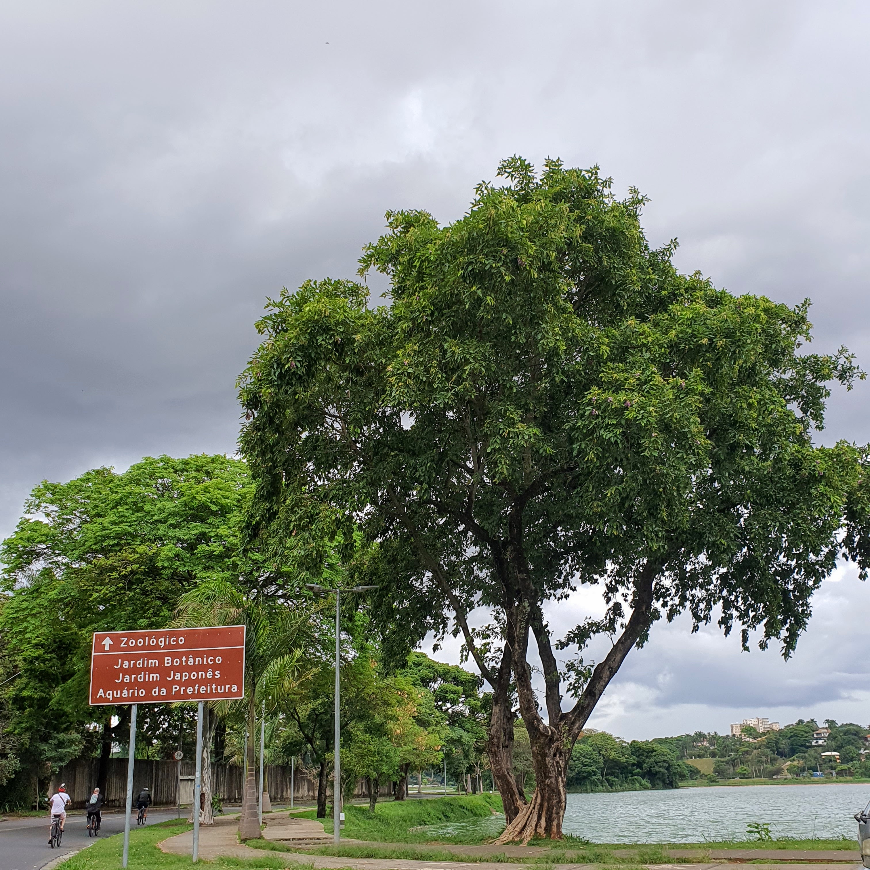 Sombreiro no Mirante bem-te-vi, na orla da Lagoa da Pampulha.