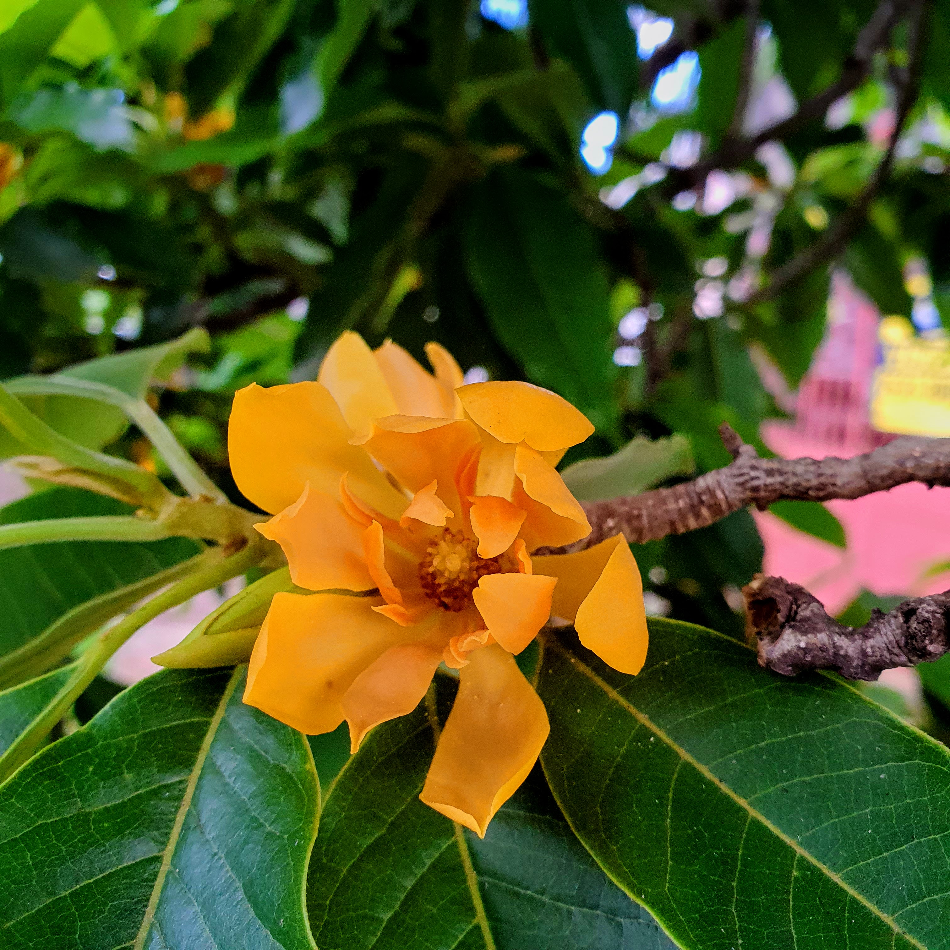 Flor da magnólia-amarela.