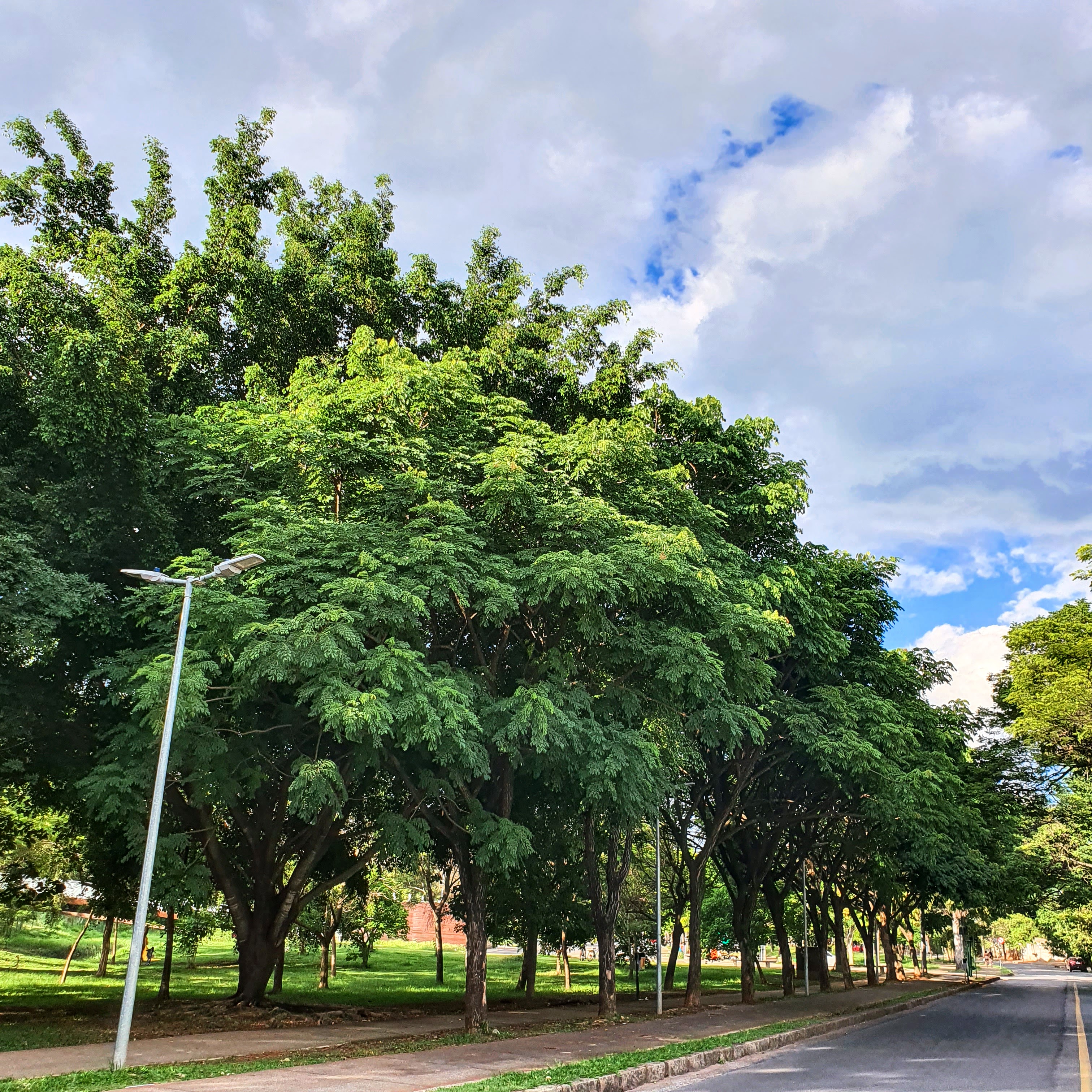 Grande fileira de bordões-de-velho.