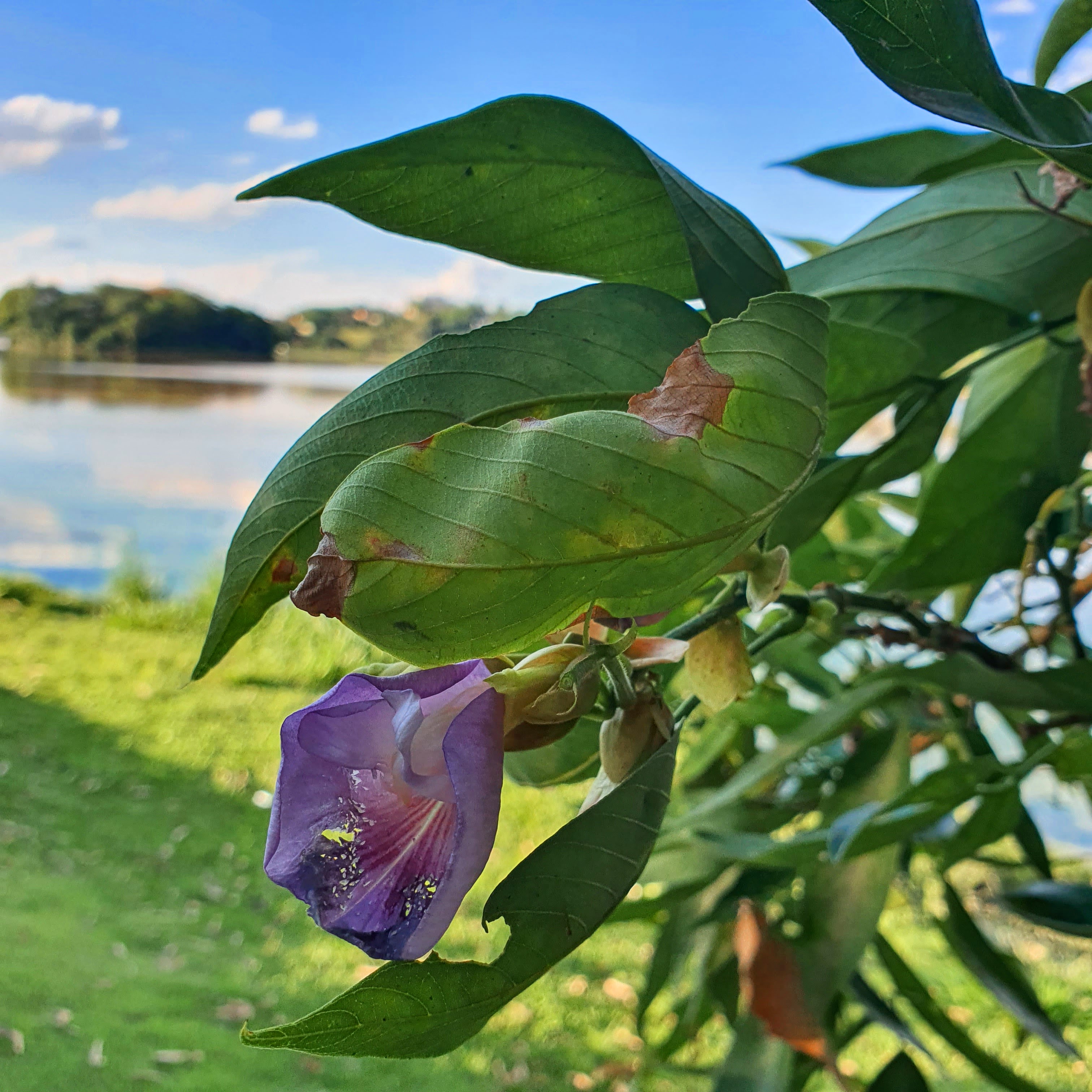 Detalhe das flores róseas do sombreiro, formadas em novembro (primavera), em BH.