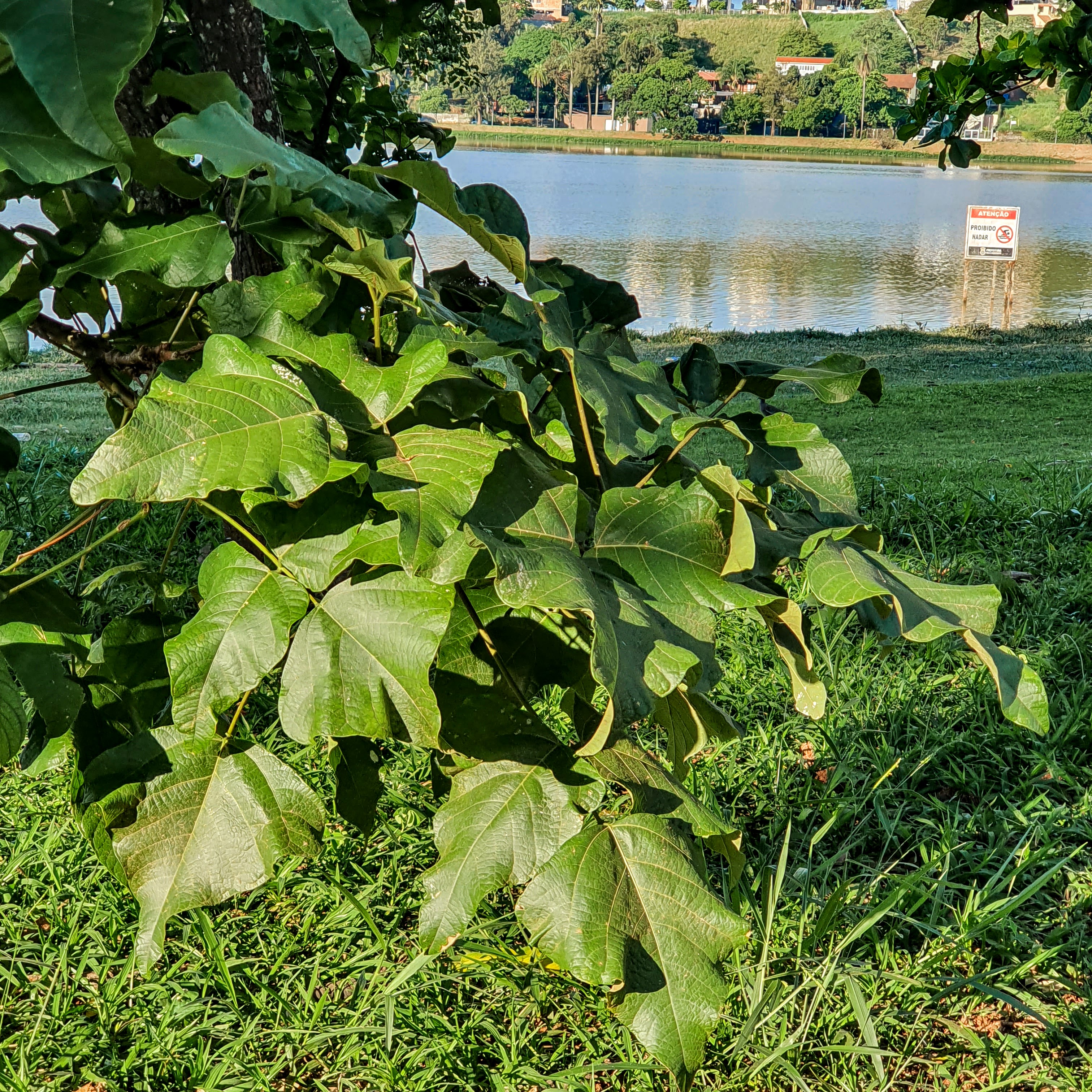 Folhagem do suinã.