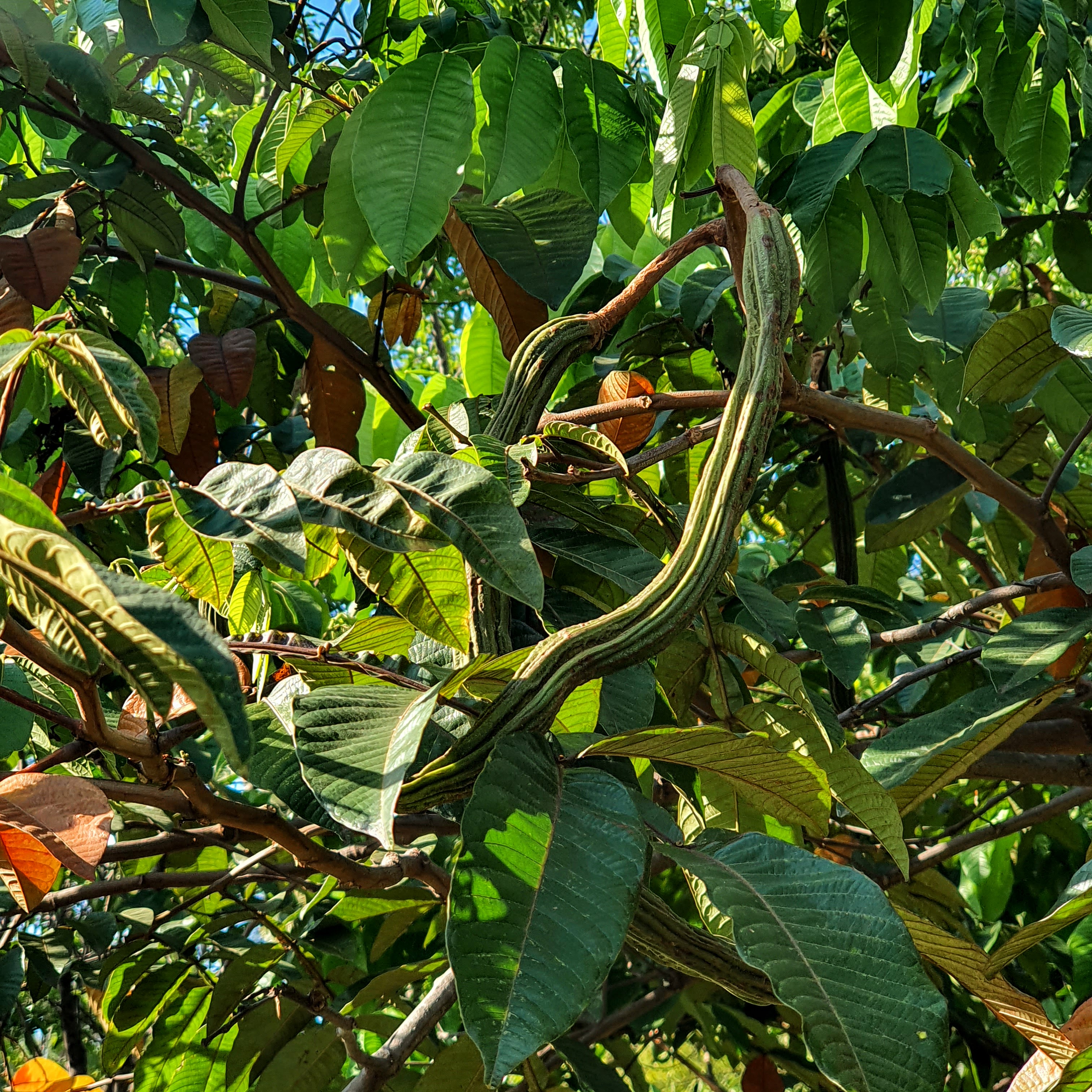 Frutos do ingá-de-macaco.