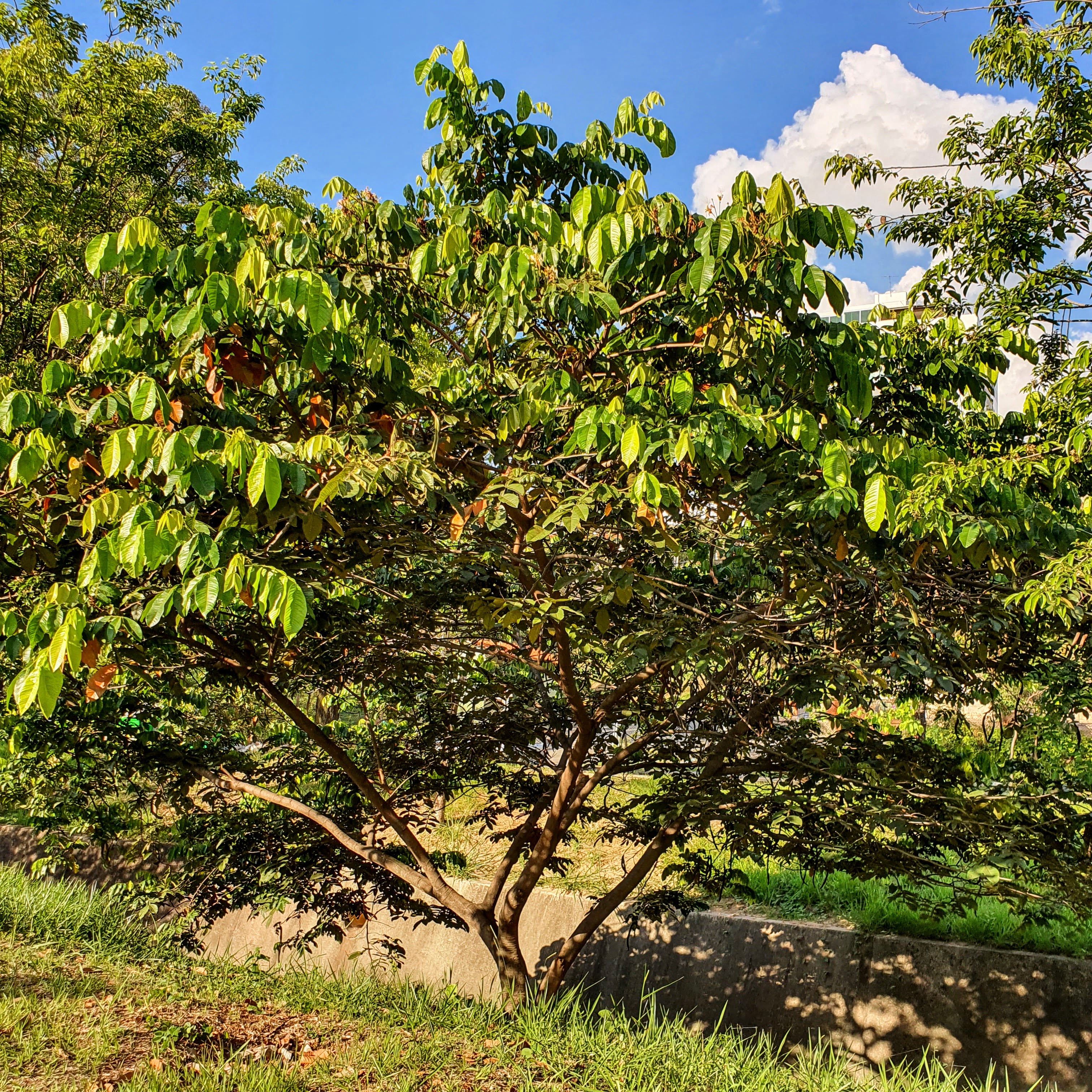 Ingá-de-macaco na cidade.