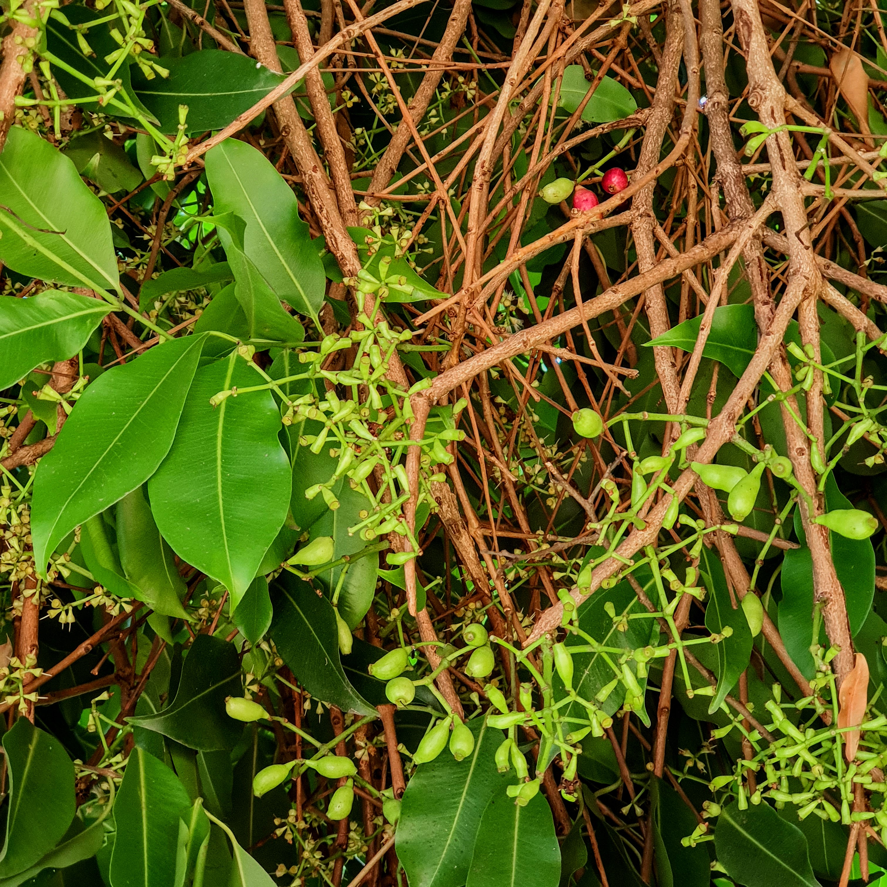 Detalhe dos botões das inflorescências do jambolão, formadas no começo de novembro, durante a primavera, em BH.