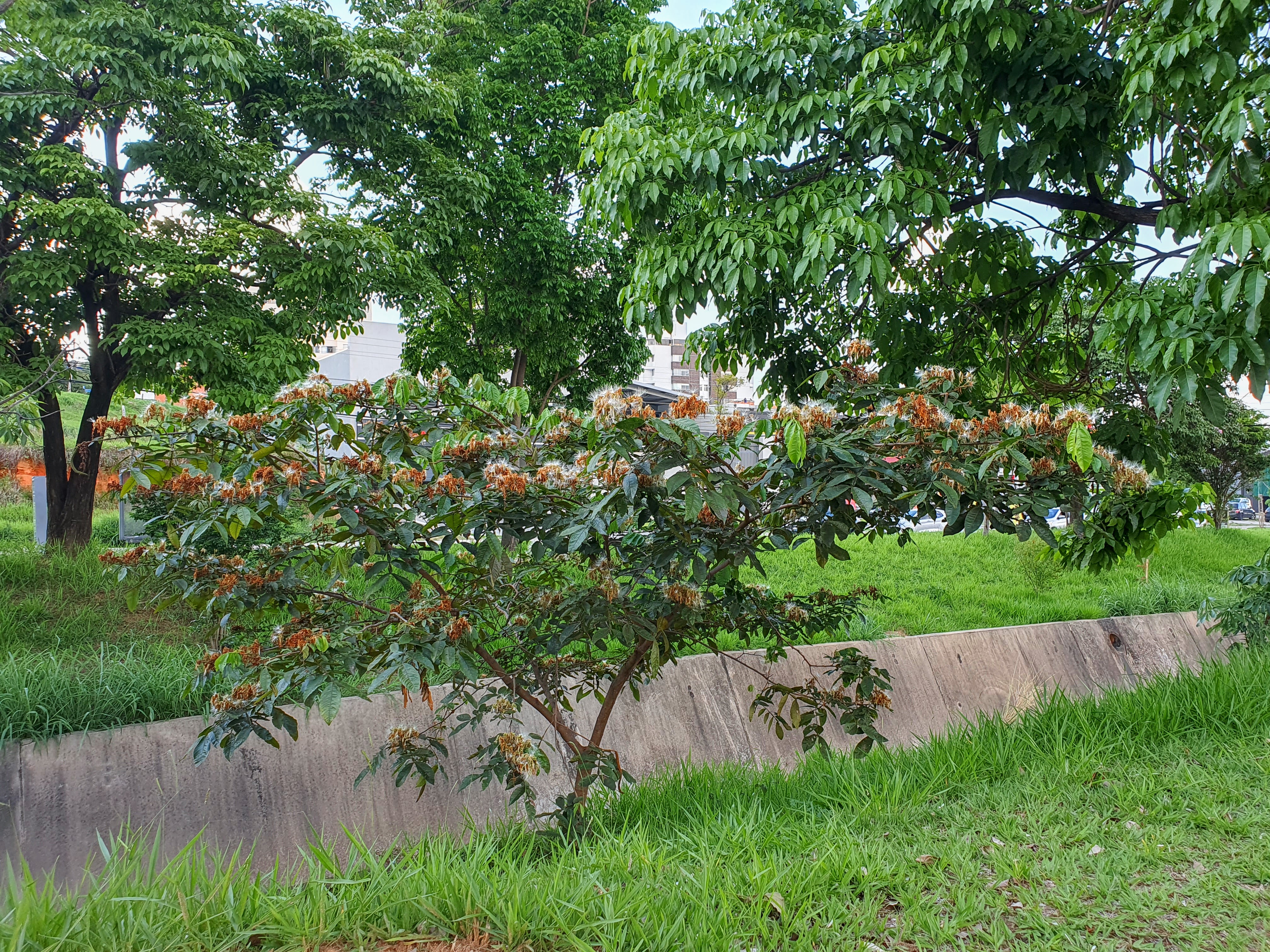 Ingá-de-macaco em canteiro central.