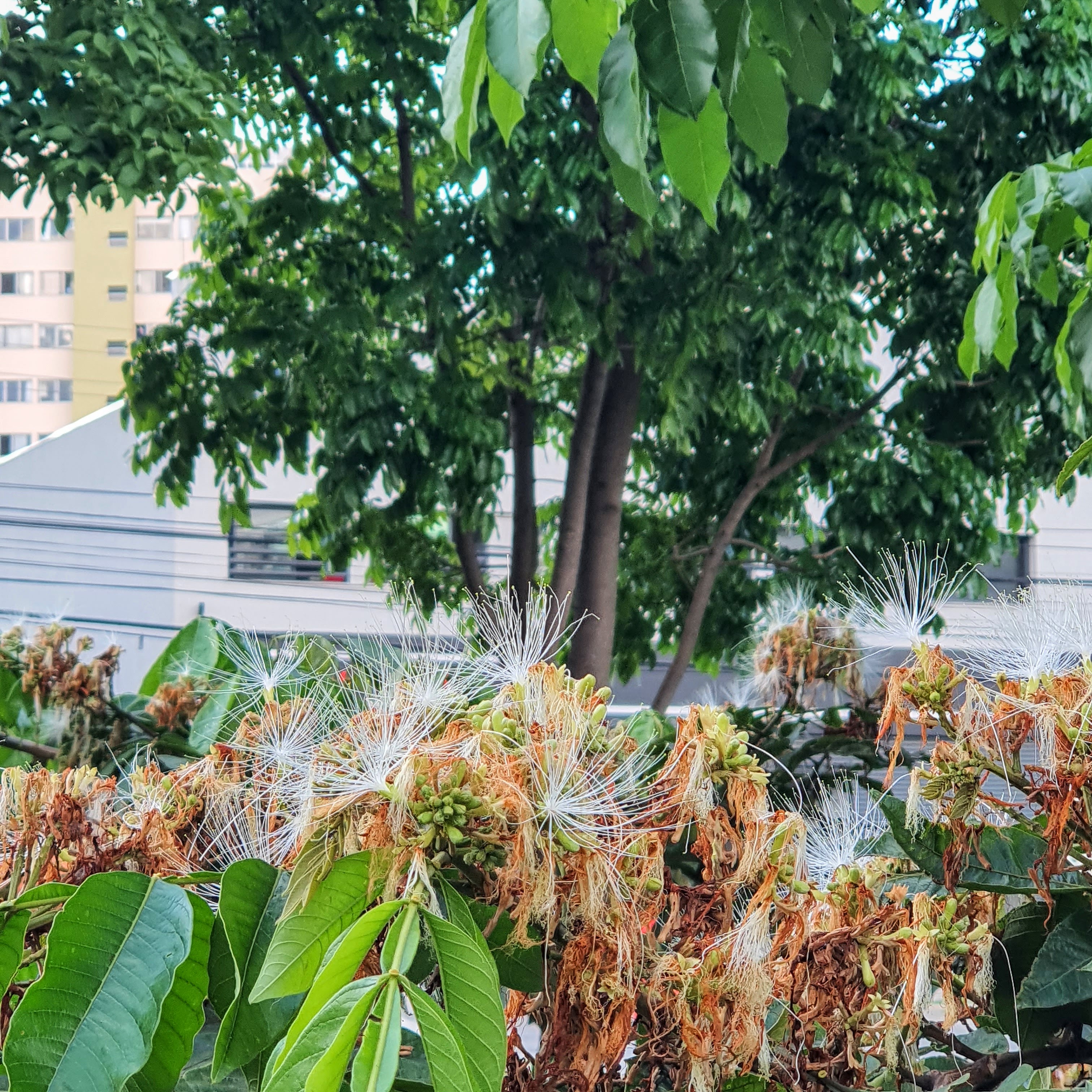 Flores do ingá-de-macaco.